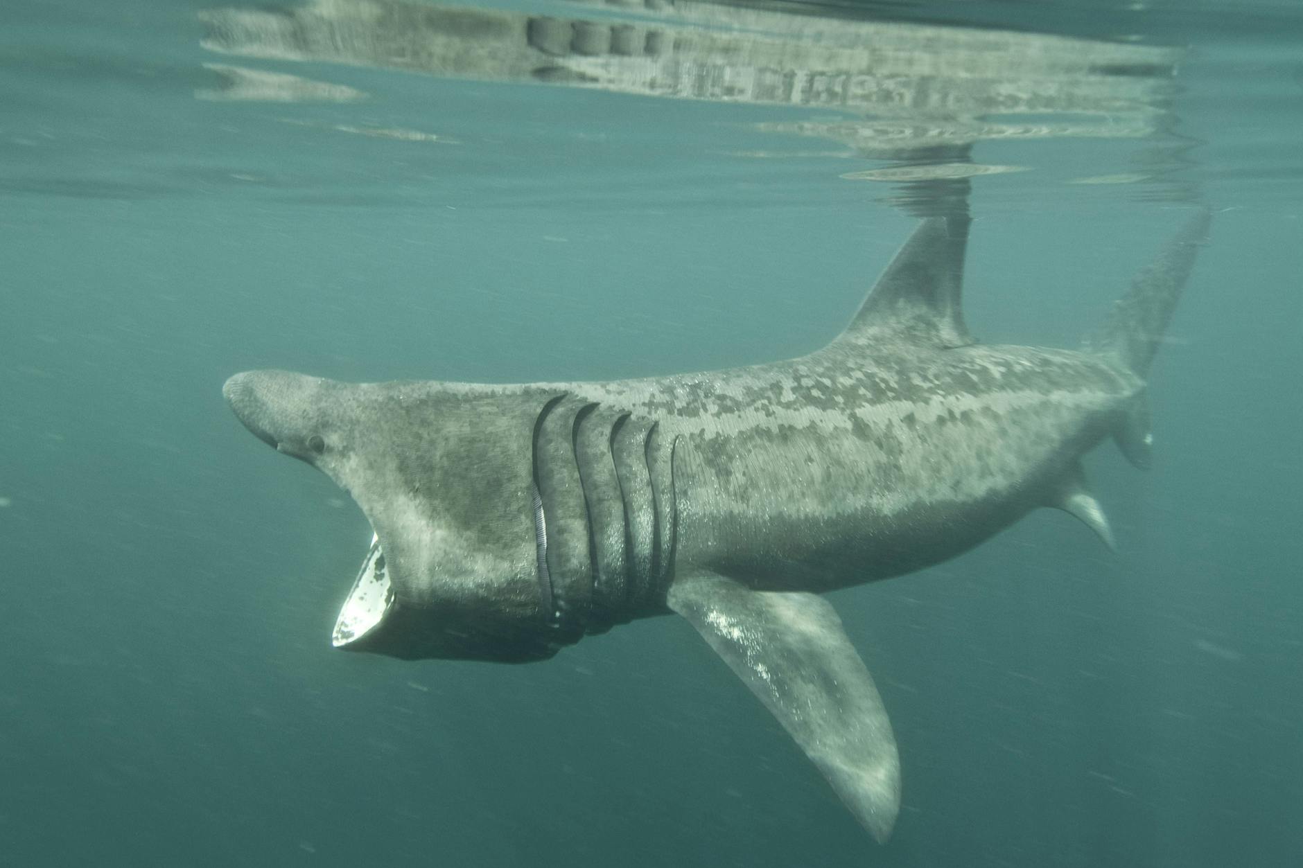 Mit offenem Mund sieht der Riesenhai ganz schön gefährlich aus. Doch keine Sorge, er frisst nur Plankton (Symbolbild).