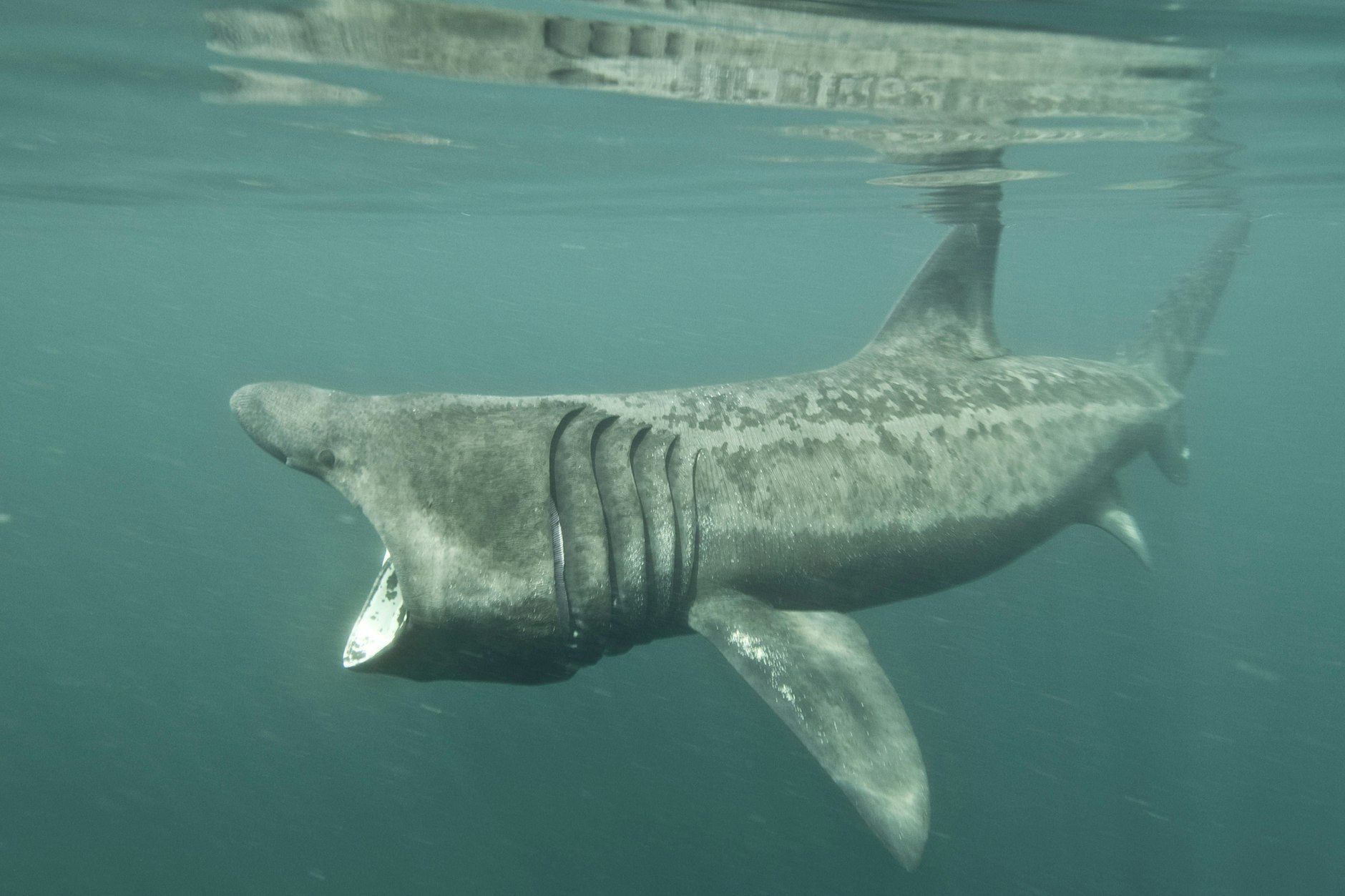 Mit offenem Mund sieht der Riesenhai ganz schön gefährlich aus. Doch keine Sorge, er frisst nur Plankton (Symbolbild).