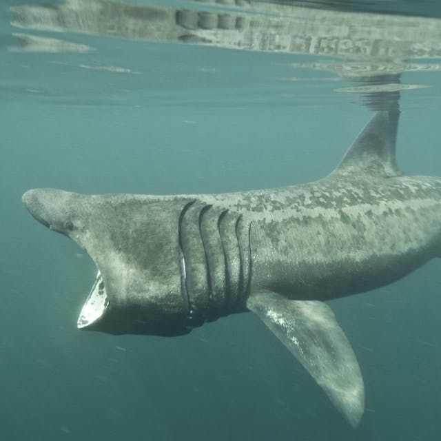 Zweitgrößter Hai der Welt an der Adria gesichtet