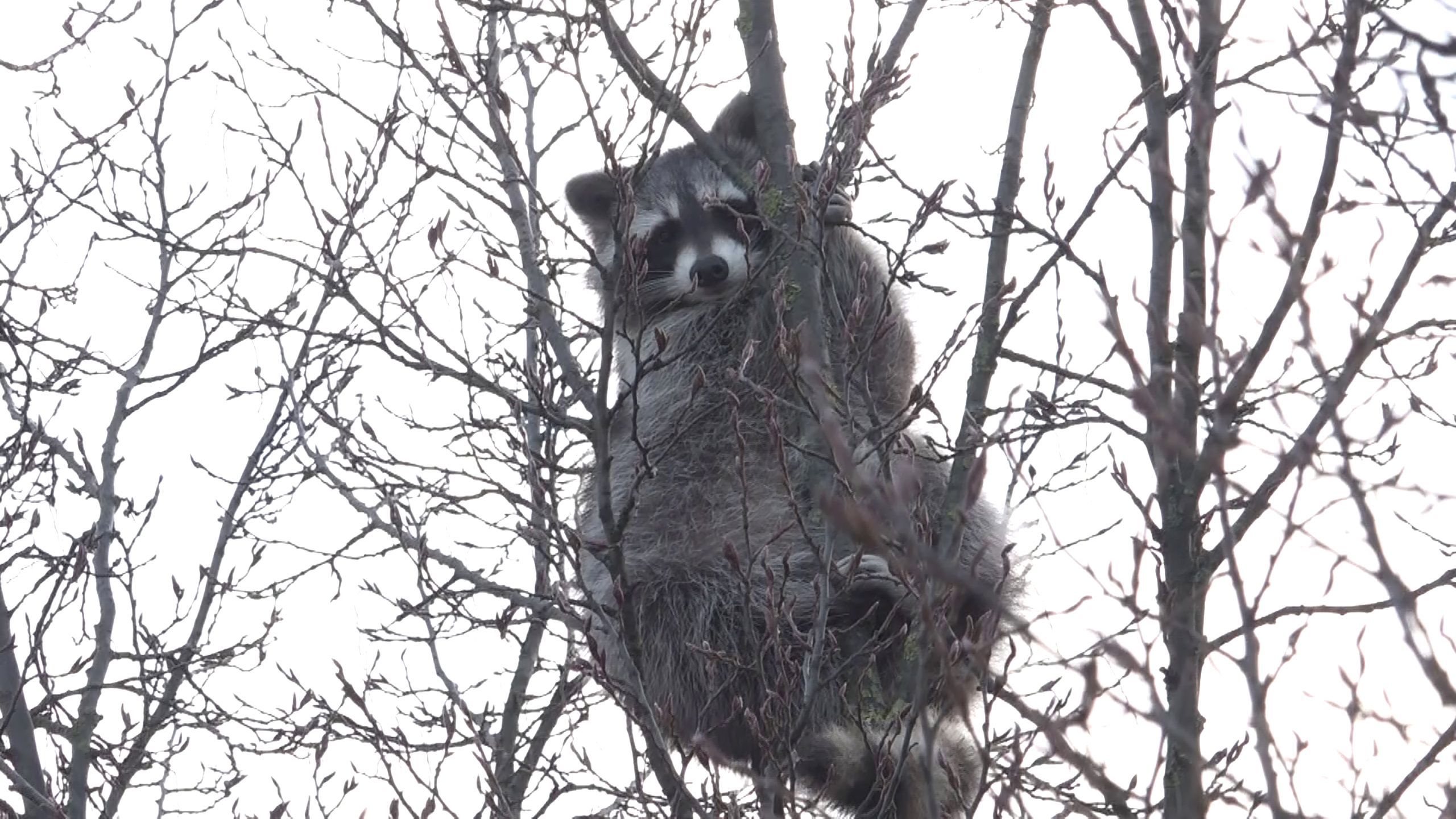 Image - Senat bestätigt wachsende Konflikte mit Waschbären – Charité, Schulen und Kraftwerke betroffen