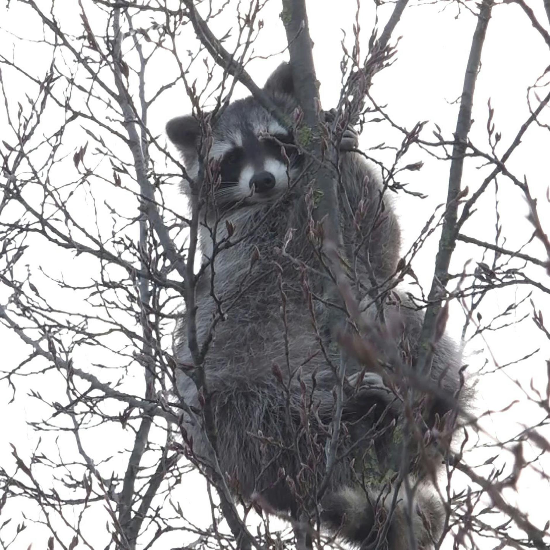 Image - Senat bestätigt wachsende Konflikte mit Waschbären – Charité, Schulen und Kraftwerke betroffen