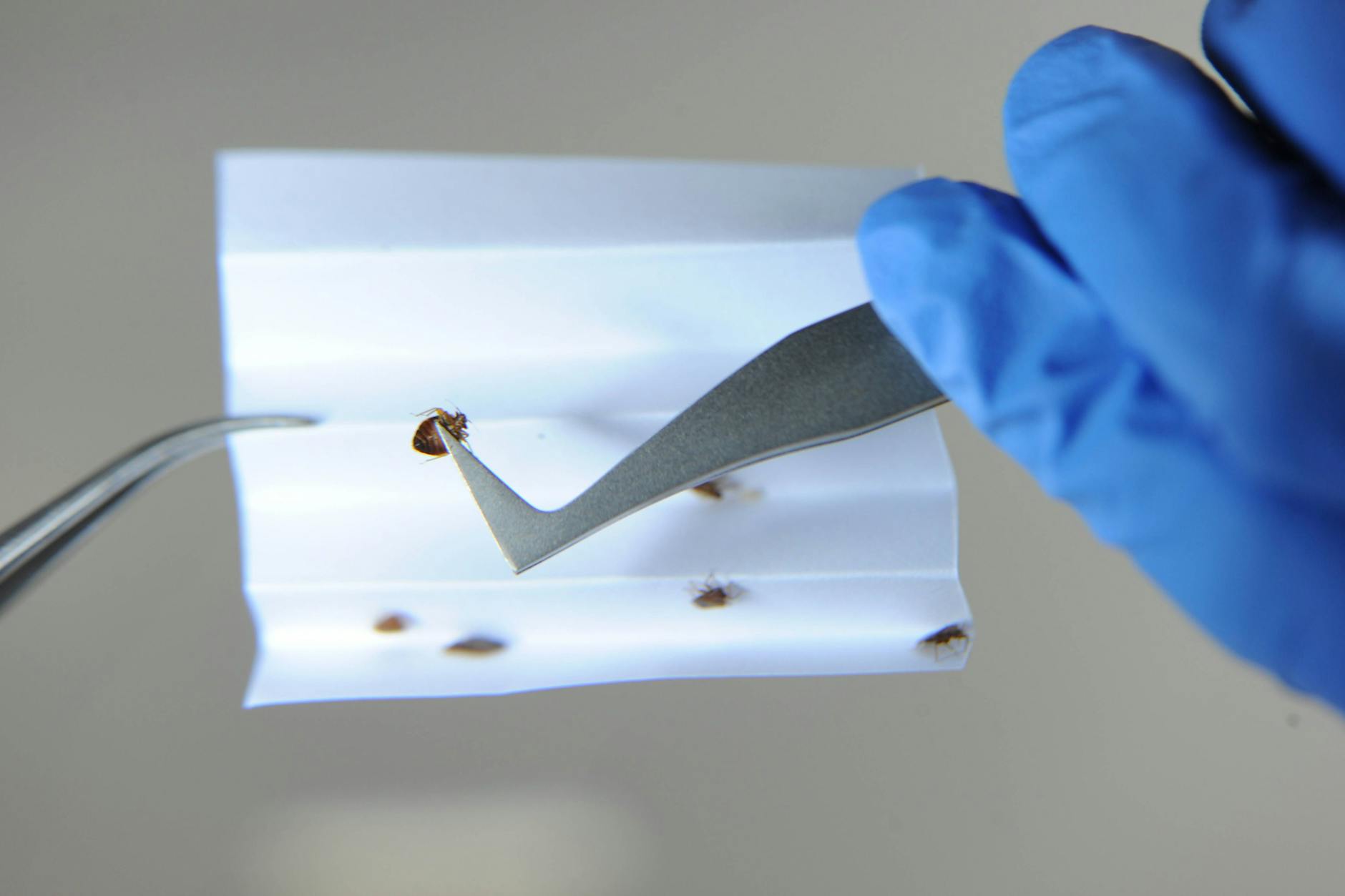 Bettwanzen lassen sich am besten mit Hitze oder Kälte bekämpfen.