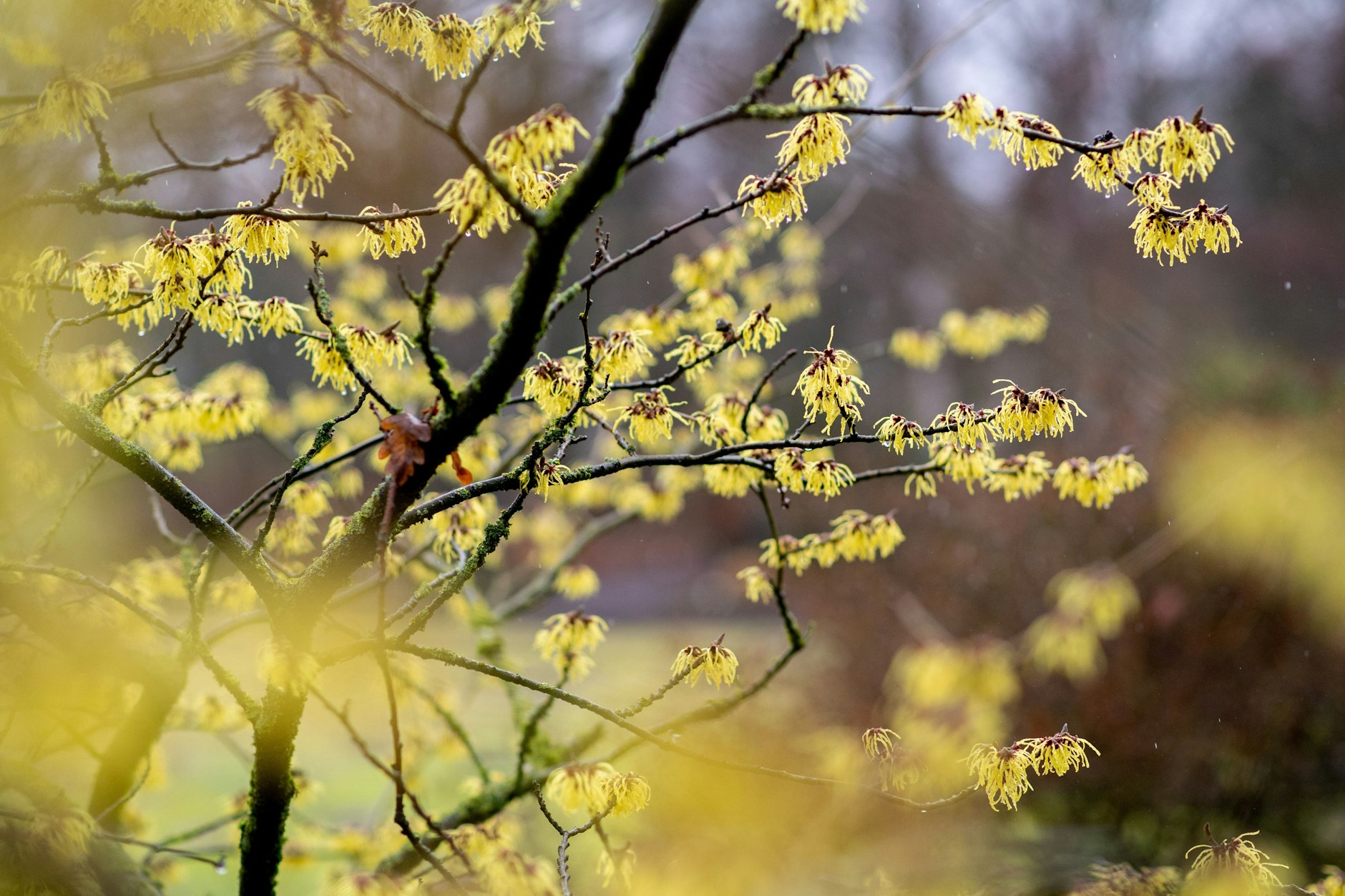 Der Frühling kommt, hier ist eine blühende Zaubernuss zu sehen.