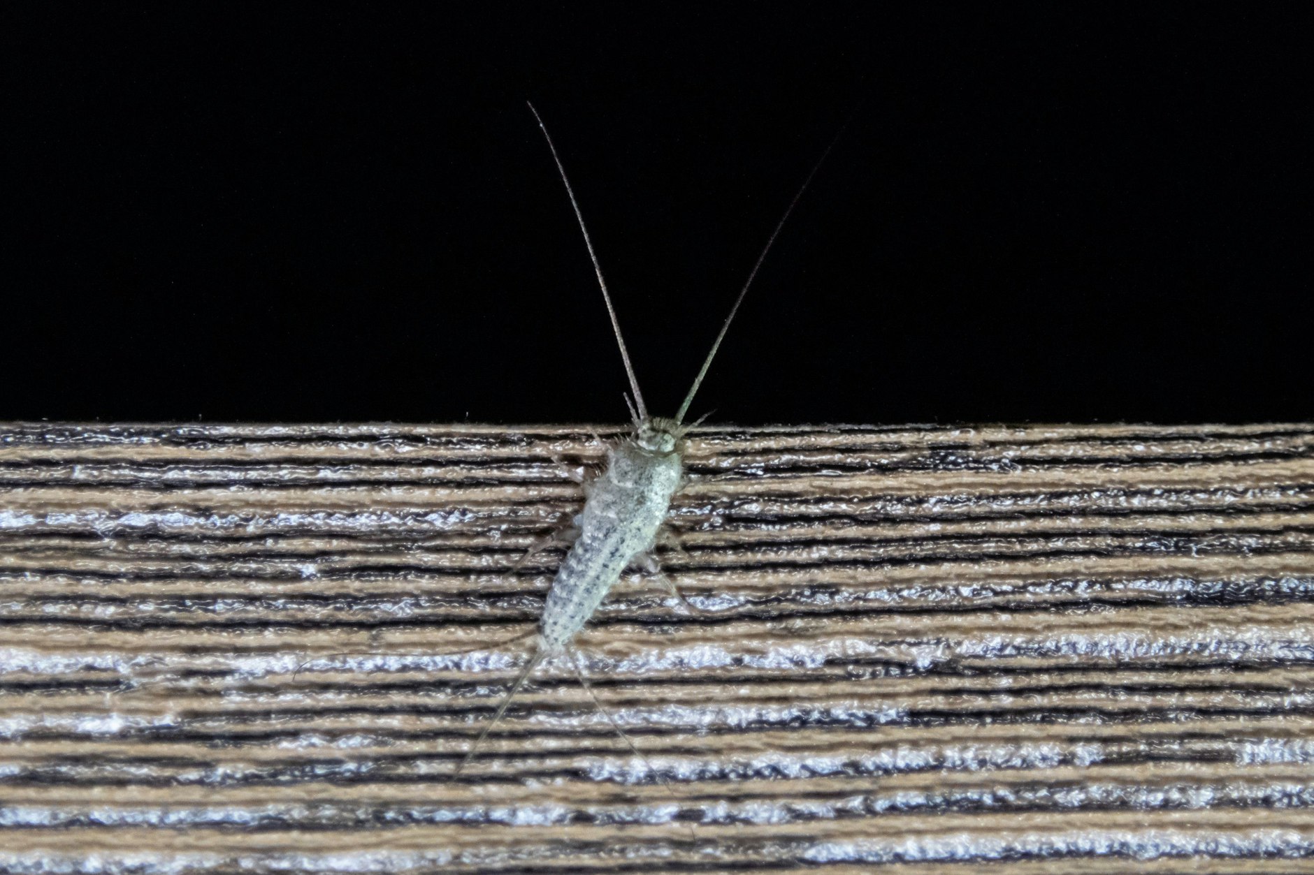 Silberfischchen sind auf dem Vormarsch.