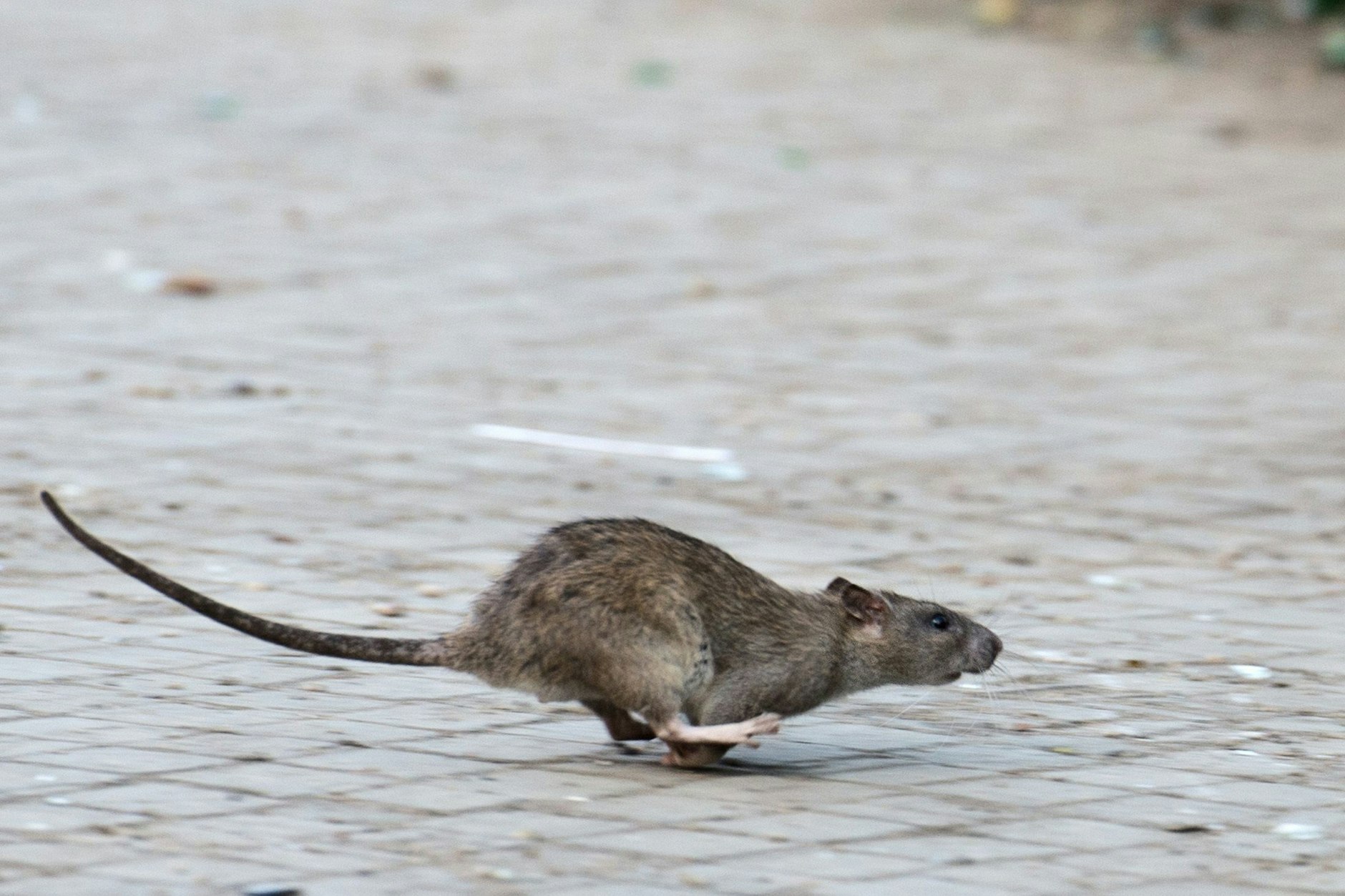 Ratten belegen Platz drei der Schädlinge in Deutschland. Sie sind in Berlin oft zu sehen.