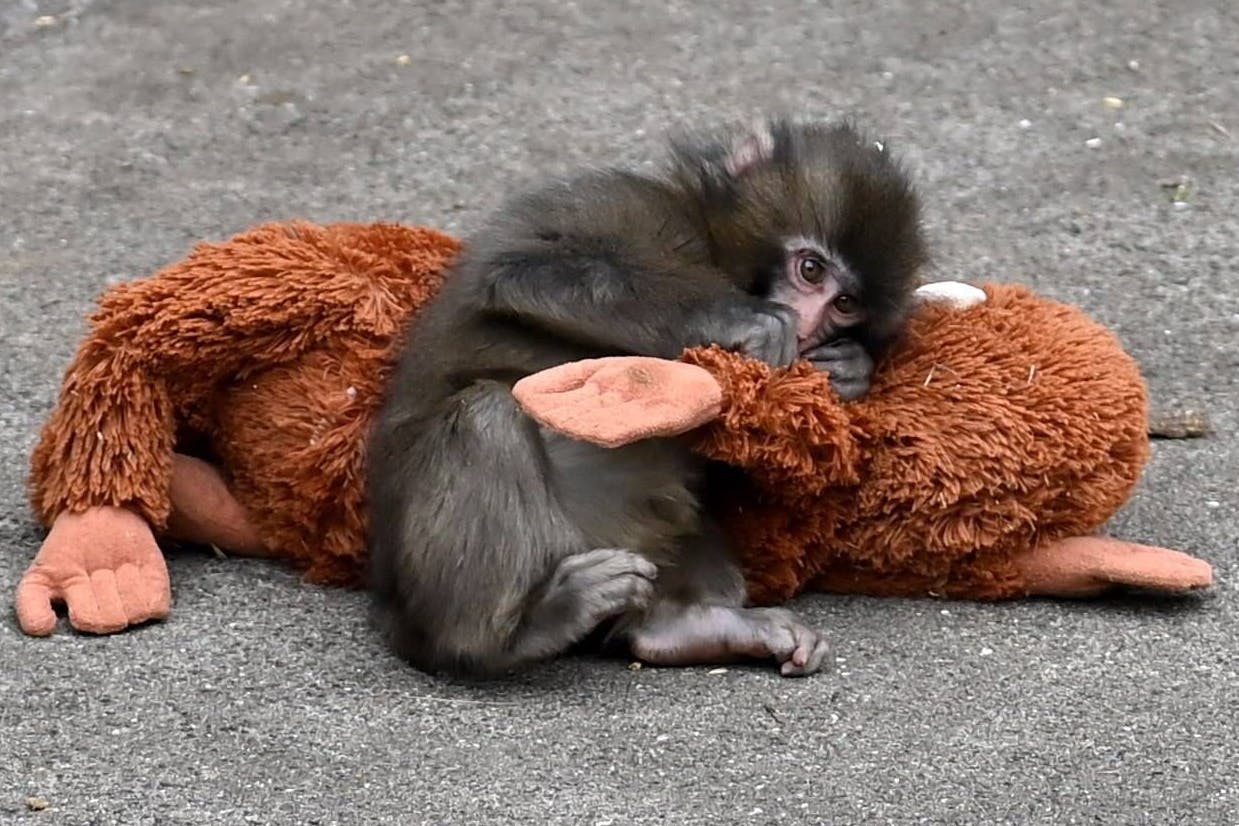 Baby-Affe Punch hat die Herzen der Welt gewonnen.