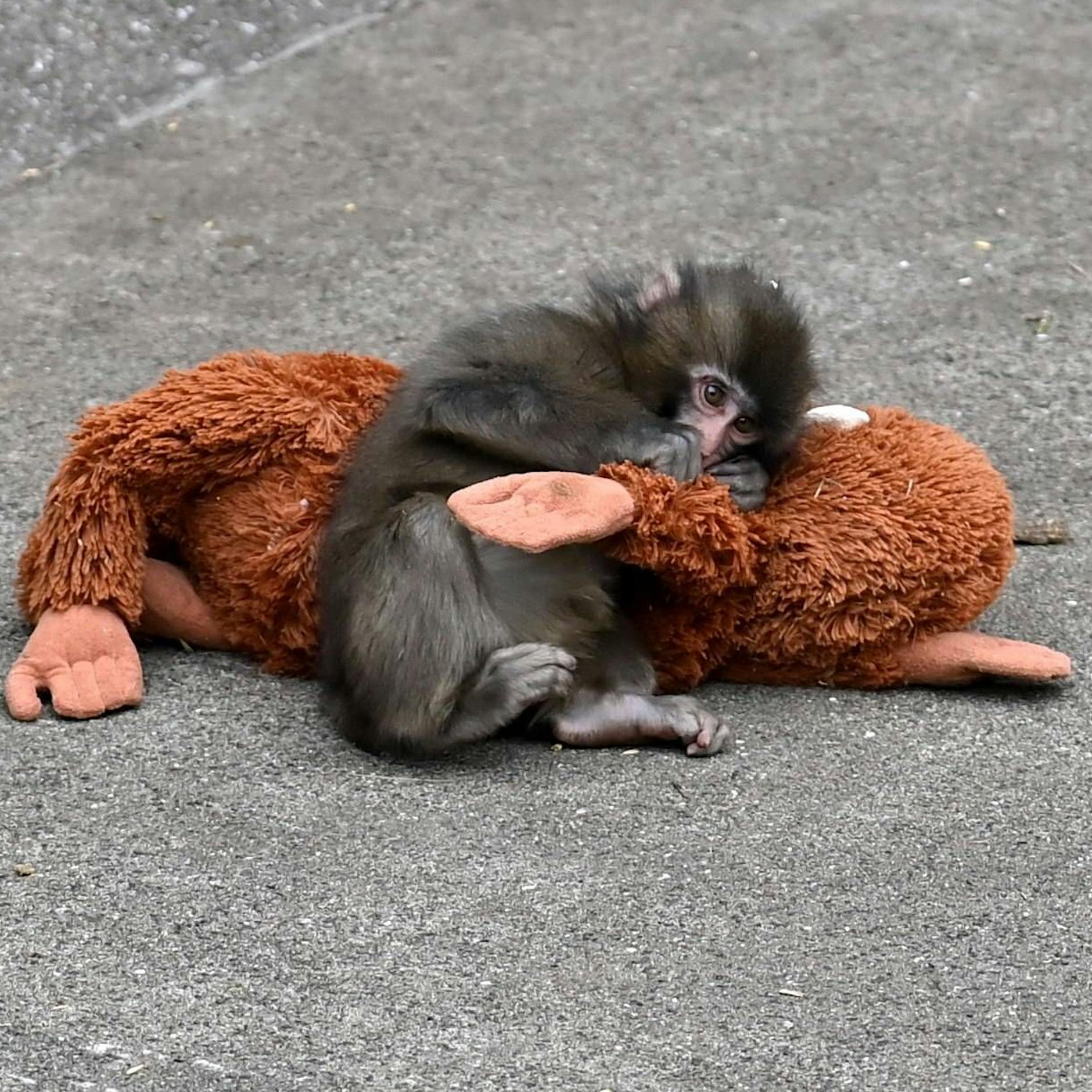 Rummel um Punch: Einsamer Baby-Affe geht viral