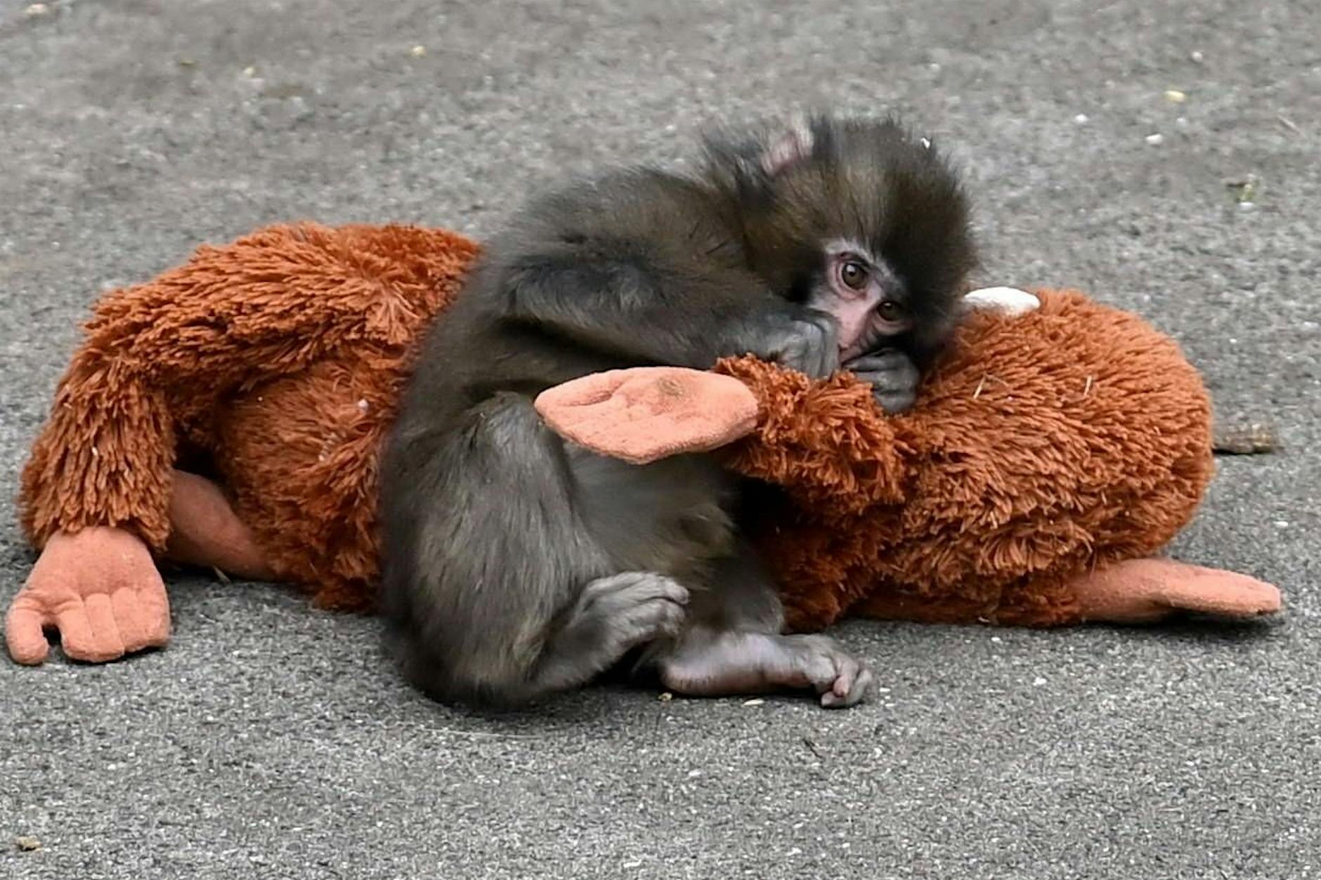 Rummel um Punch: Einsamer Baby-Affe geht viral