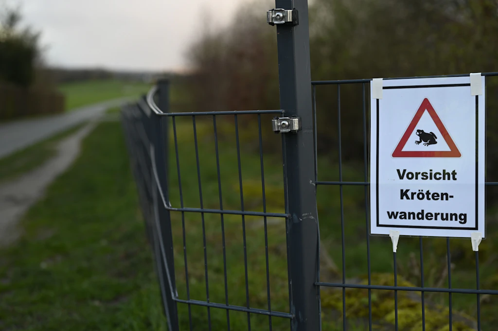 Während der Zeit der Krötenwanderung sollten Autofahrer Rücksicht walten lassen.