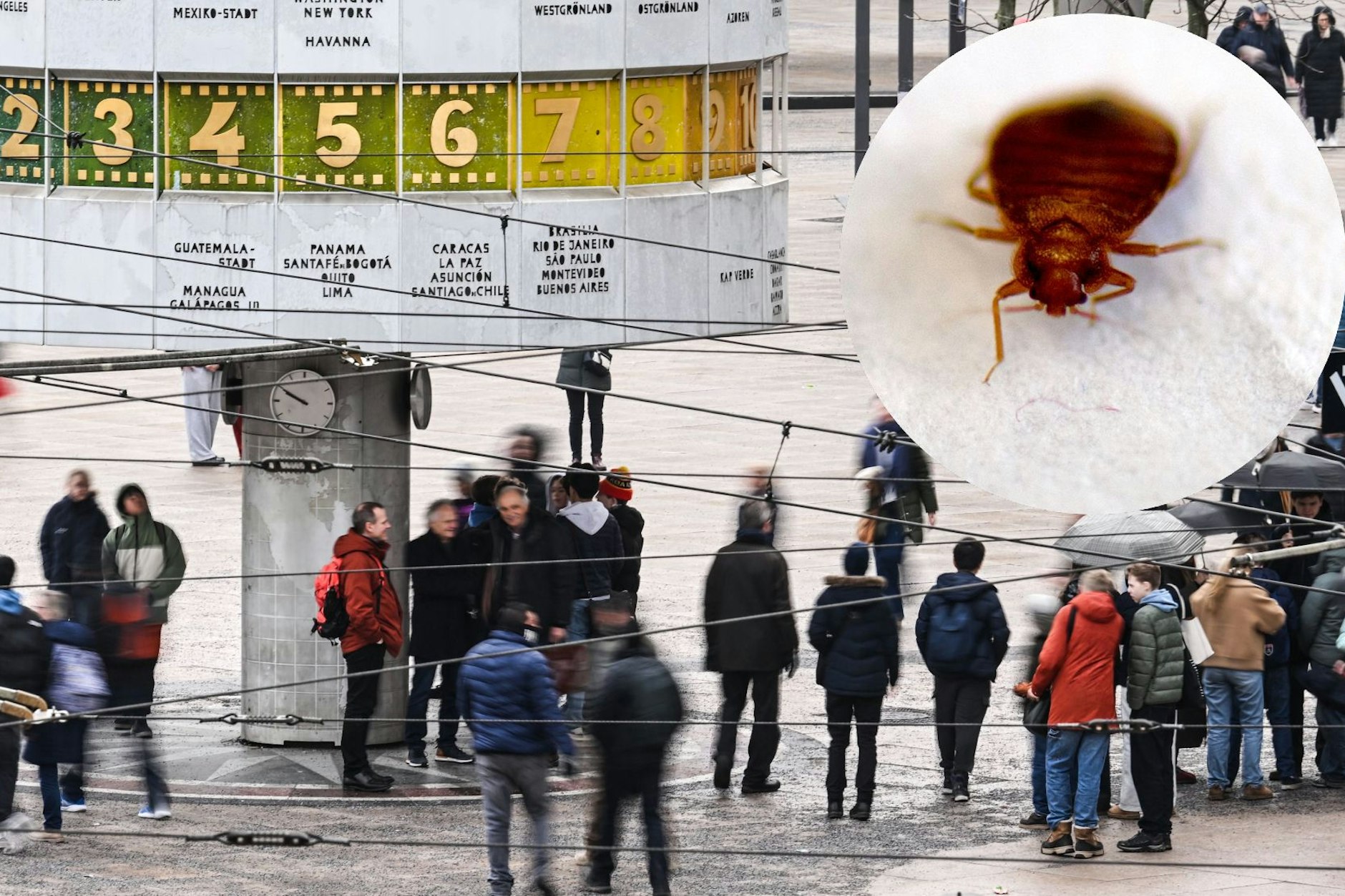 Bettwanzen stellen in Berlin eine große Plage dar.