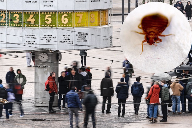 Bettwanzen-Hotspot Berlin: Neuer Schädlingsreport schockt