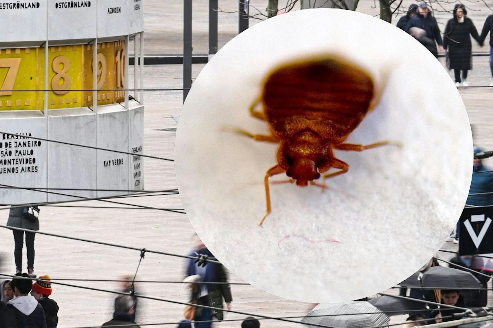 Bettwanzen-Hotspot Berlin: Neuer Schädlingsreport schockt