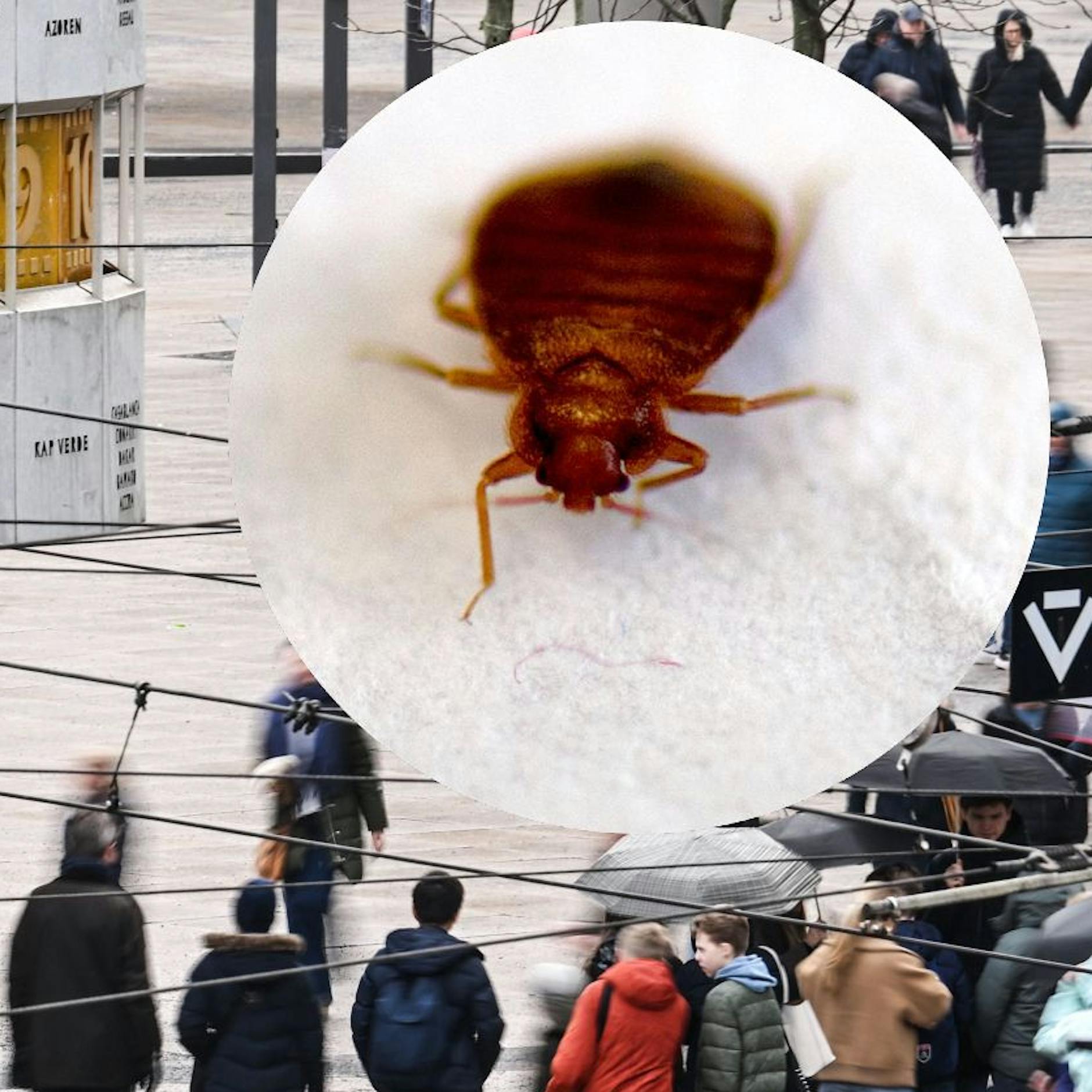 Bettwanzen-Hotspot Berlin: Neuer Schädlingsreport schockt