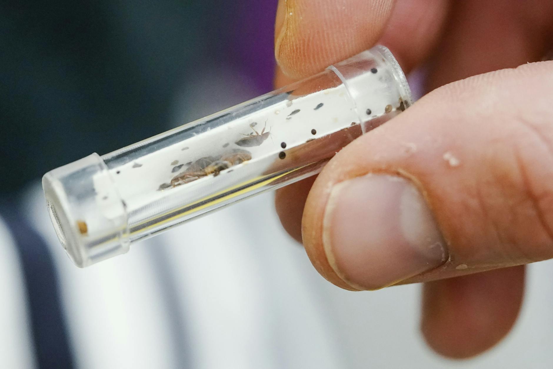 Berlin ist der deutsche Hotspot der Bettwanzen.