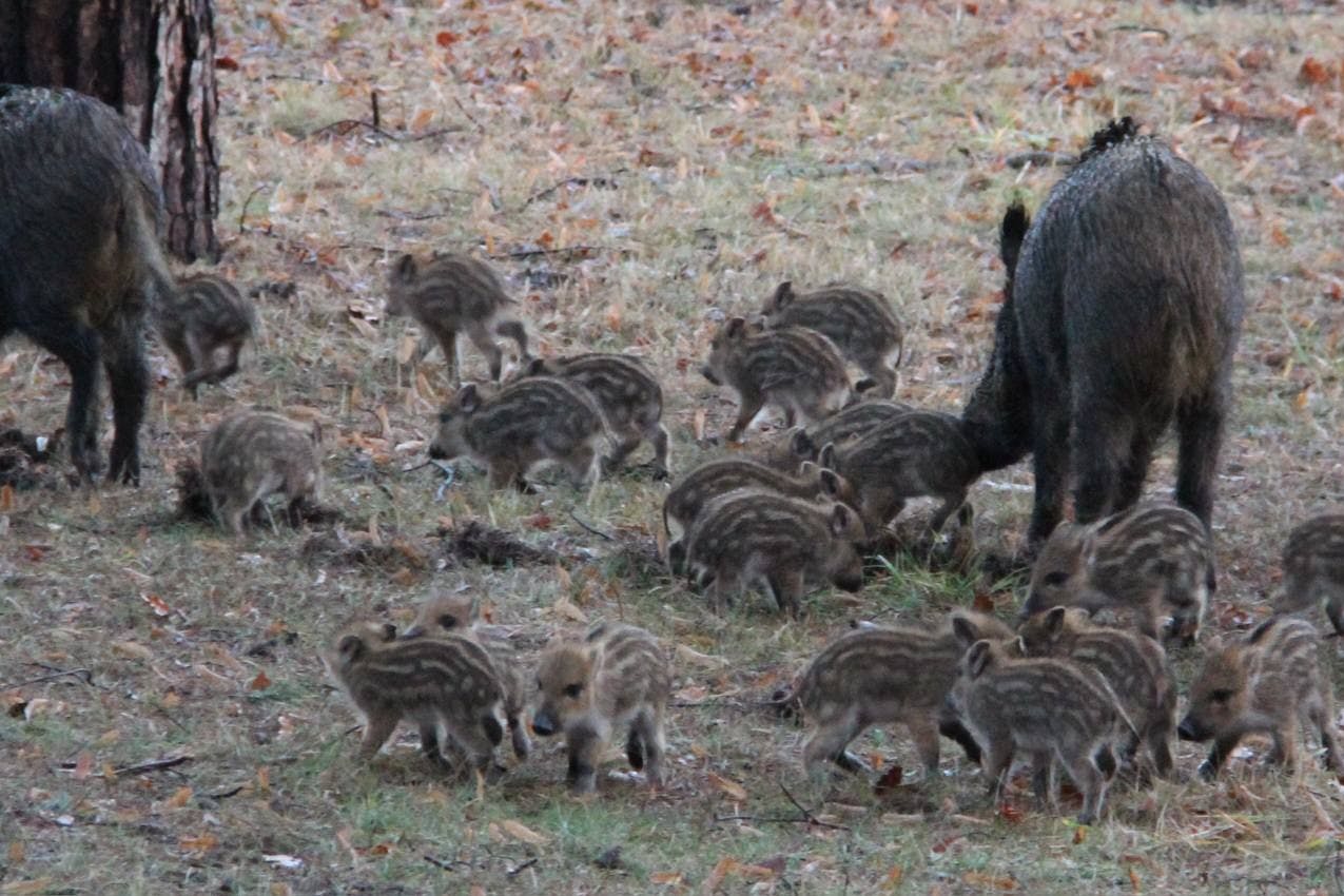 In der Rotte waren etliche Frischlinge unterwegs.