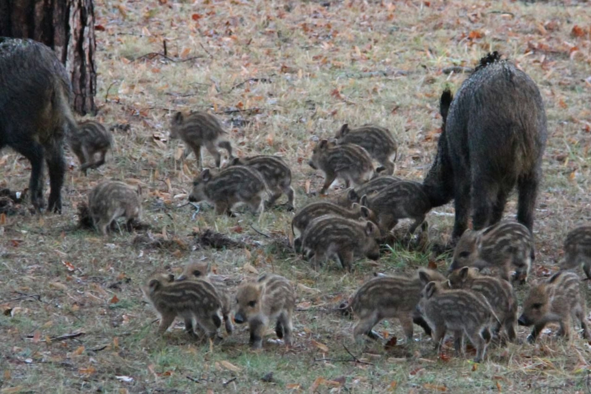 In der Rotte waren etliche Frischlinge unterwegs.