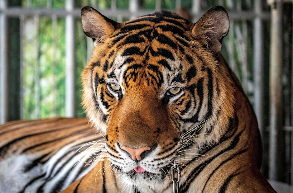 Ein tödliches Virus und eine bakterielle Infektion haben in den vergangenen Wochen mindestens 72 Tiger in einem privaten Tierpark im Norden Thailands getötet.