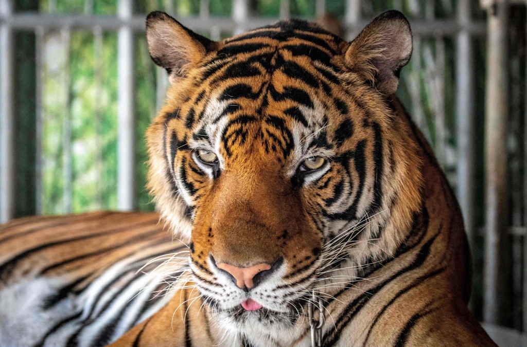 72 Tiger in Thailand verendet: Neue Erkenntnisse zum tödlichen Virus