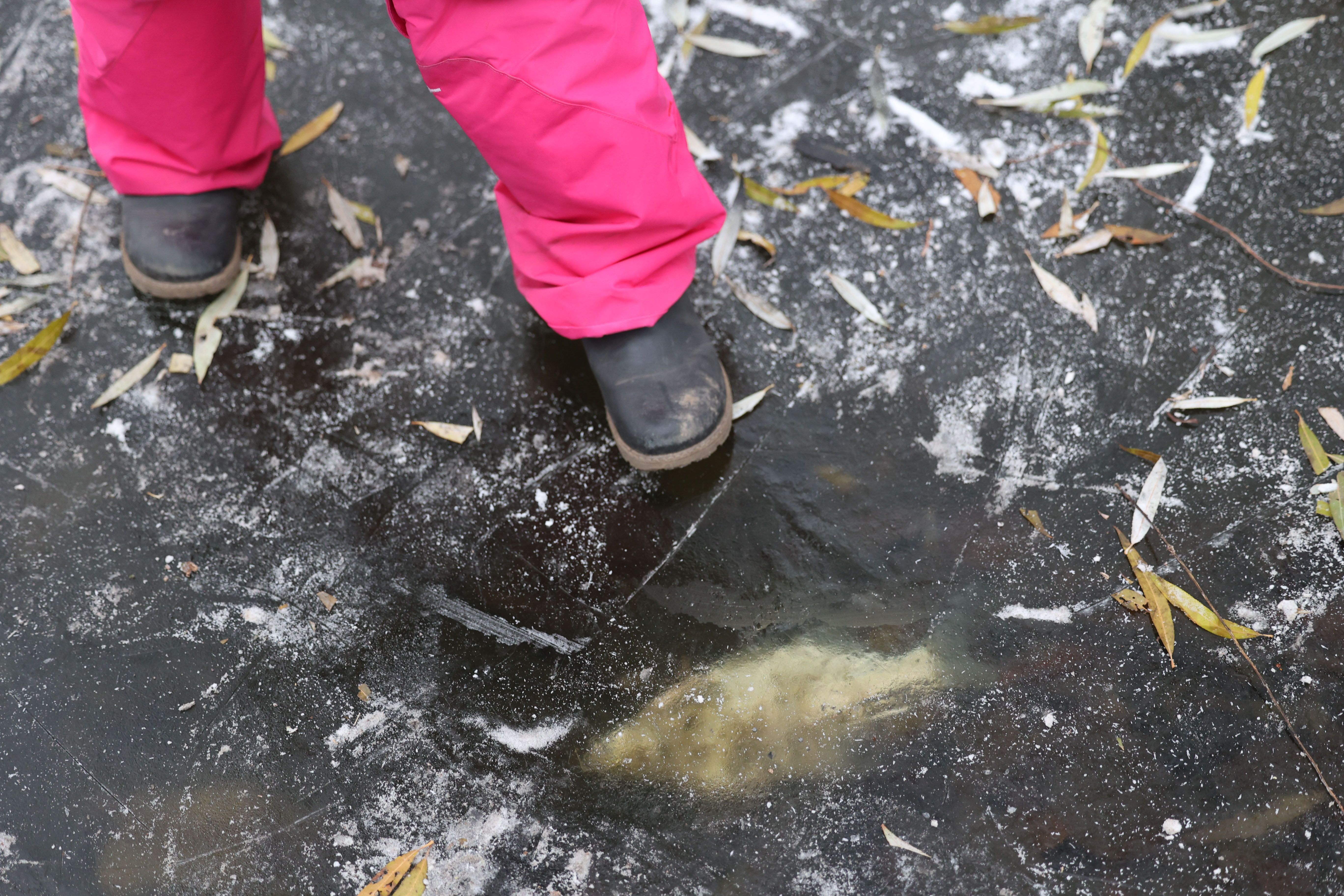 Image - In vielen Berliner Gewässern tauchen immer mehr tote Fische auf