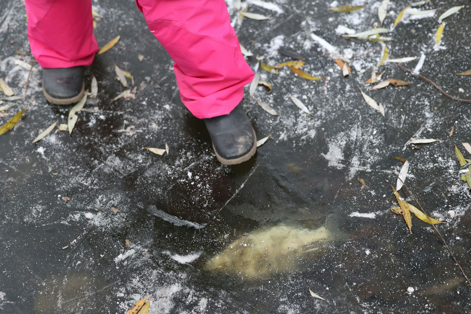 Ein Fisch ist im Eis des zugefrorenen Karpfenteichs im Stadtteil Pankow zu sehen (Archivbild).