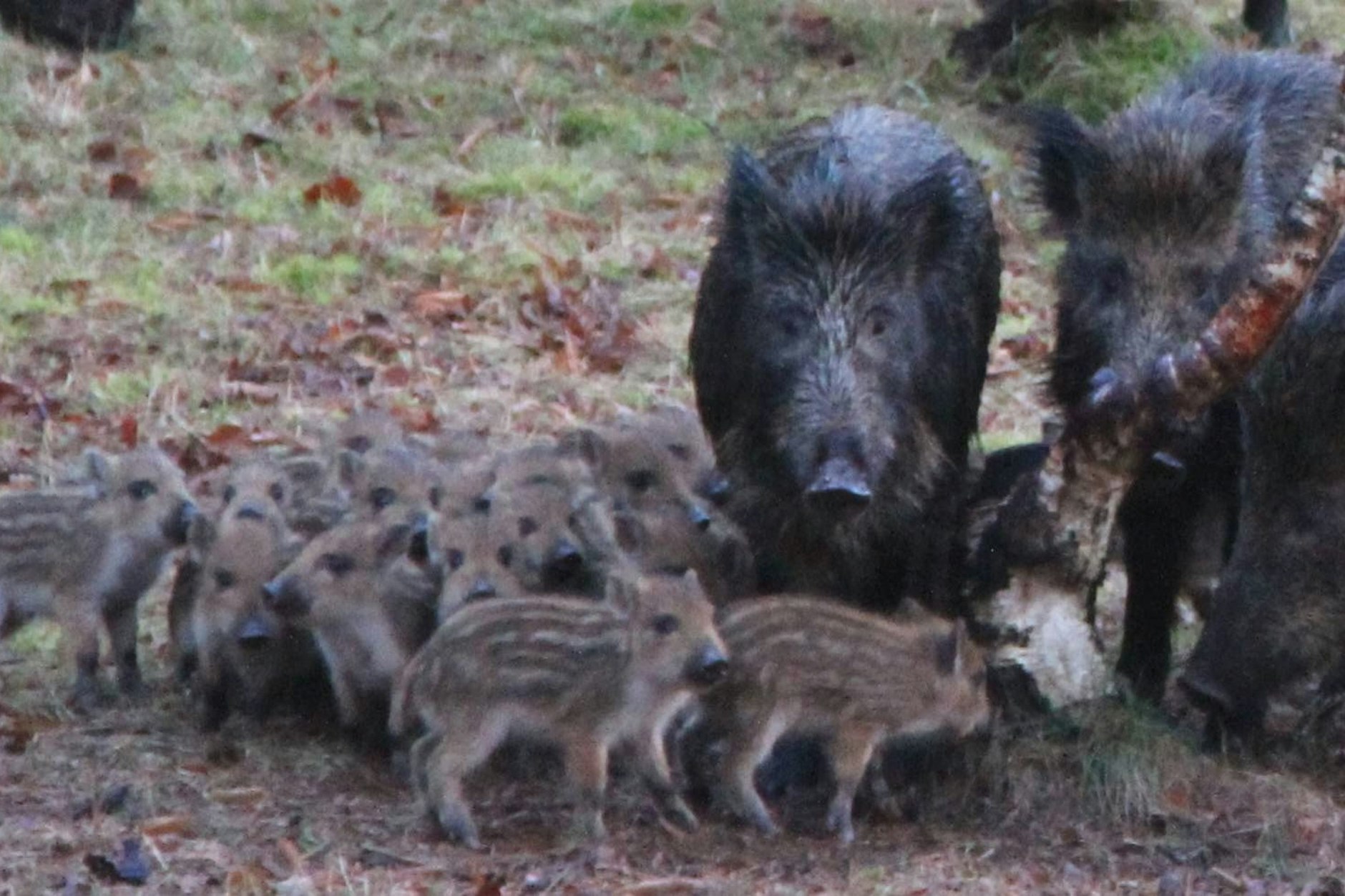 Vor allem Muttertiere, die mit Frischlingen unterwegs sind, können sich aggressiv verhalten, wenn man ihnen zu nahe kommt.