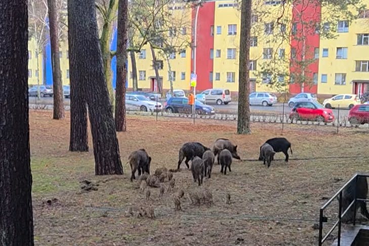 Wer Wildschweinen begegnet, sollte sich möglichst ruhig verhalten und den Rückzug antreten.