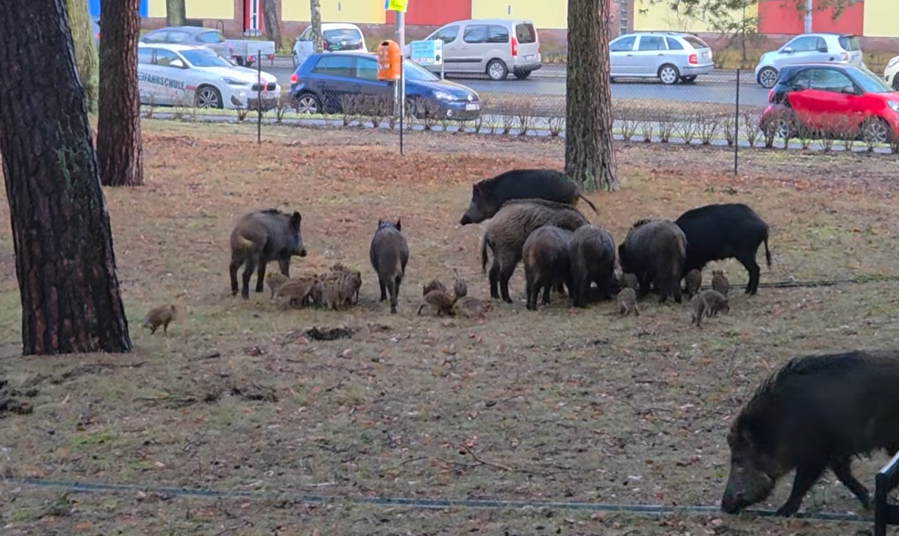 Riesige Wildschwein-Rotte in Berlin entdeckt