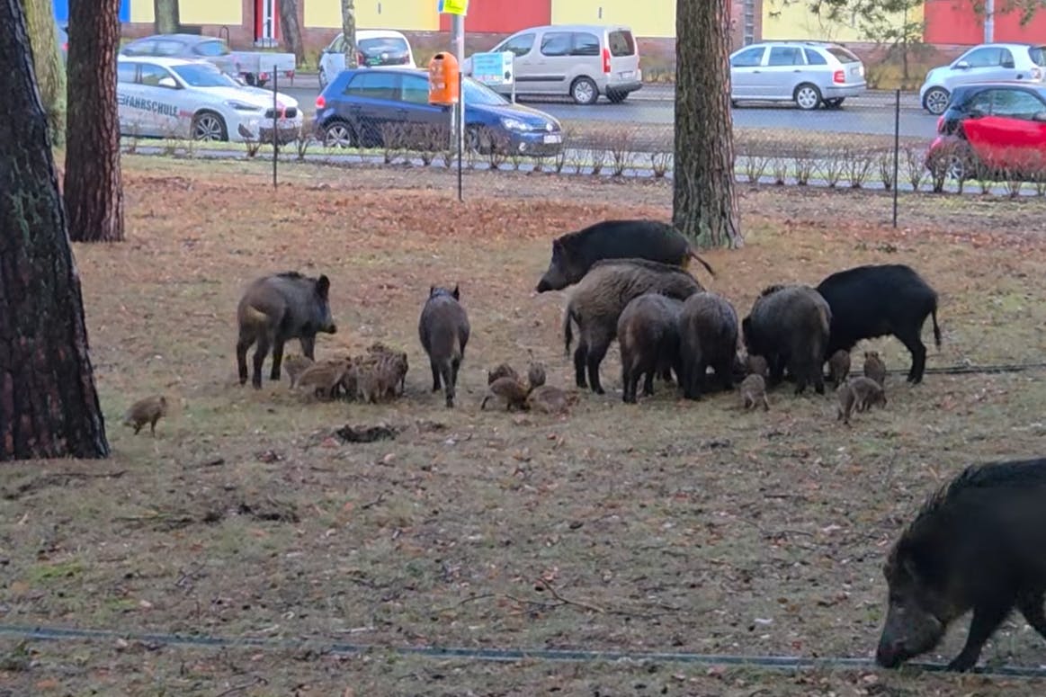 In Berlin-Steglitz waren mitten am Tag etliche Wildschweine unterwegs.