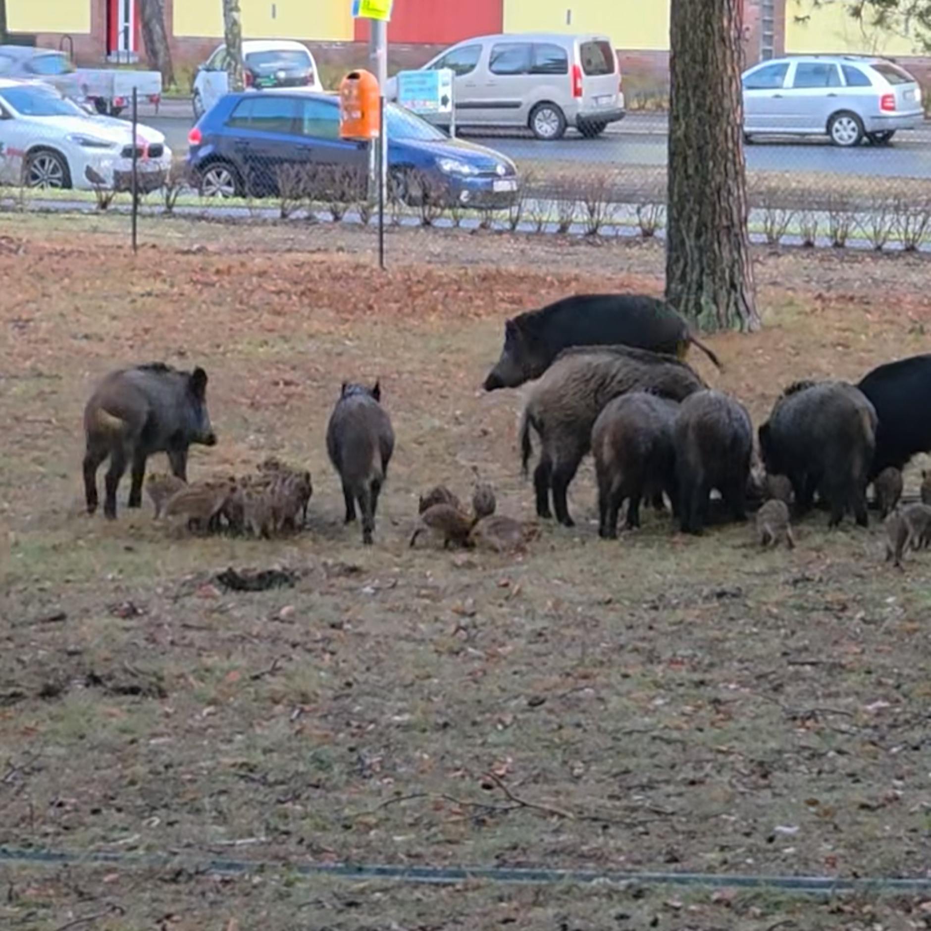 Achtung, Wildschweine: Riesen-Rotte in Steglitz gesichtet!