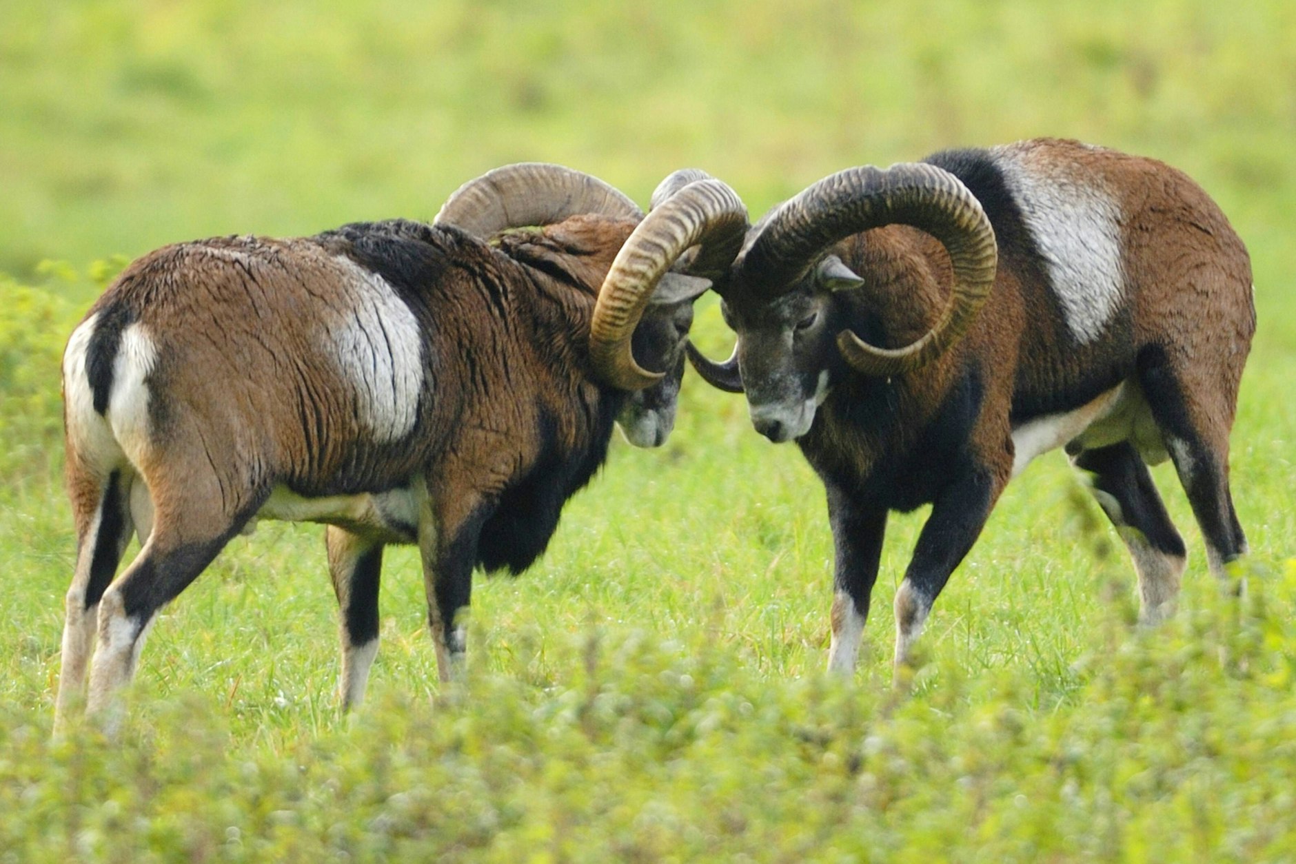 Zwei Mufflon-Widder stehen sich auf einer Wiese gegenüber.