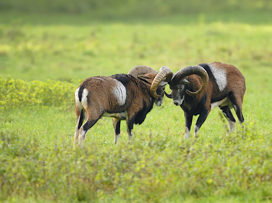 Zwei Mufflon-Widder stehen sich auf einer Wiese gegenüber.