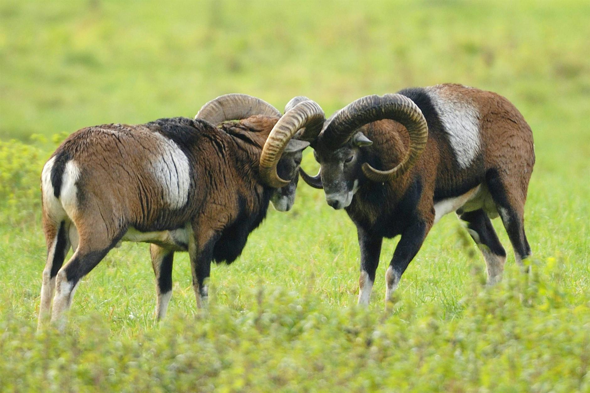 Mufflon-Plage: Bauern kämpfen gegen enorme Schäden!