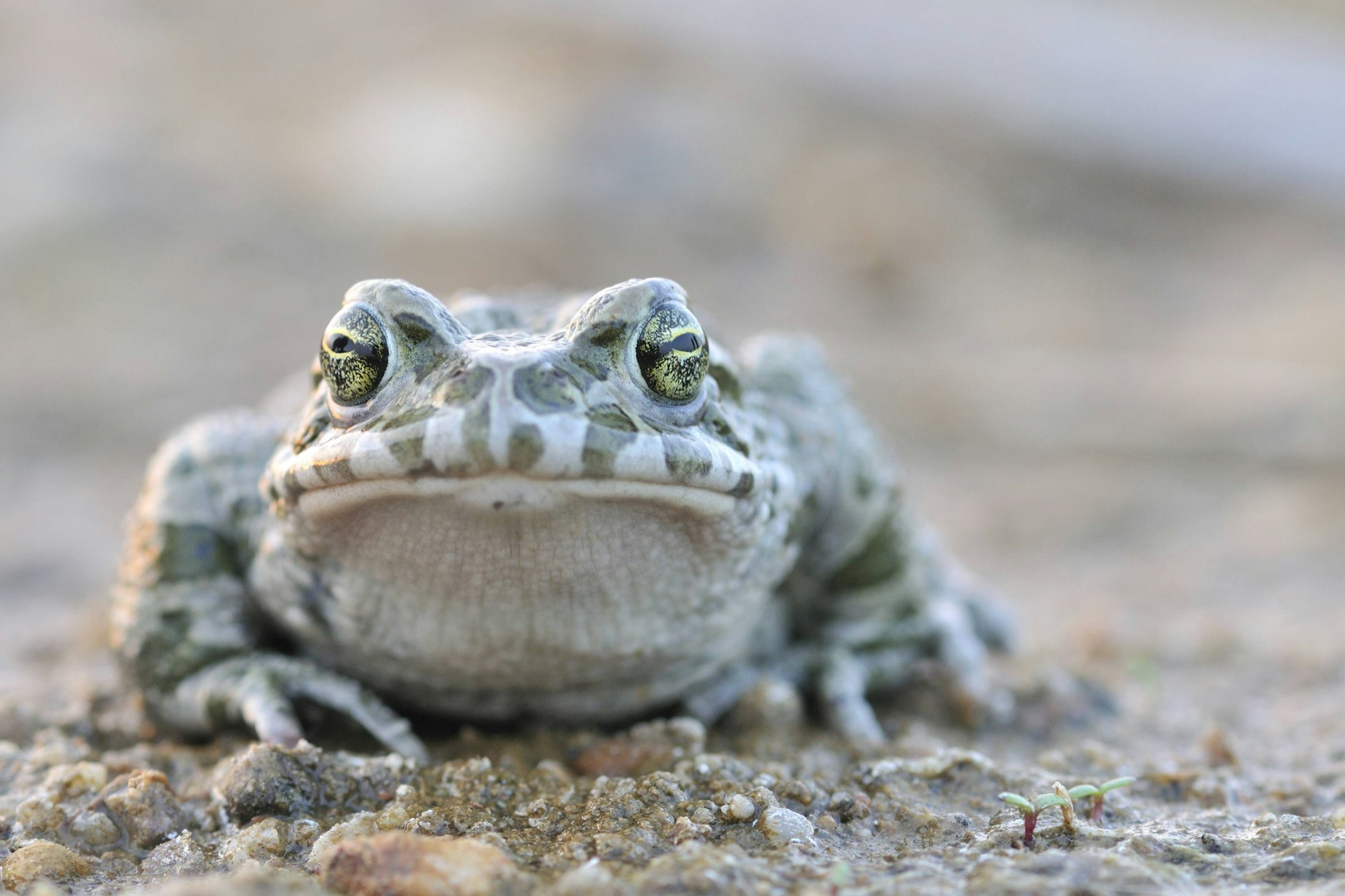 Wechselkröte (Bufo viridis-Komplex) in einer aufgelassenen Kiesgrube.