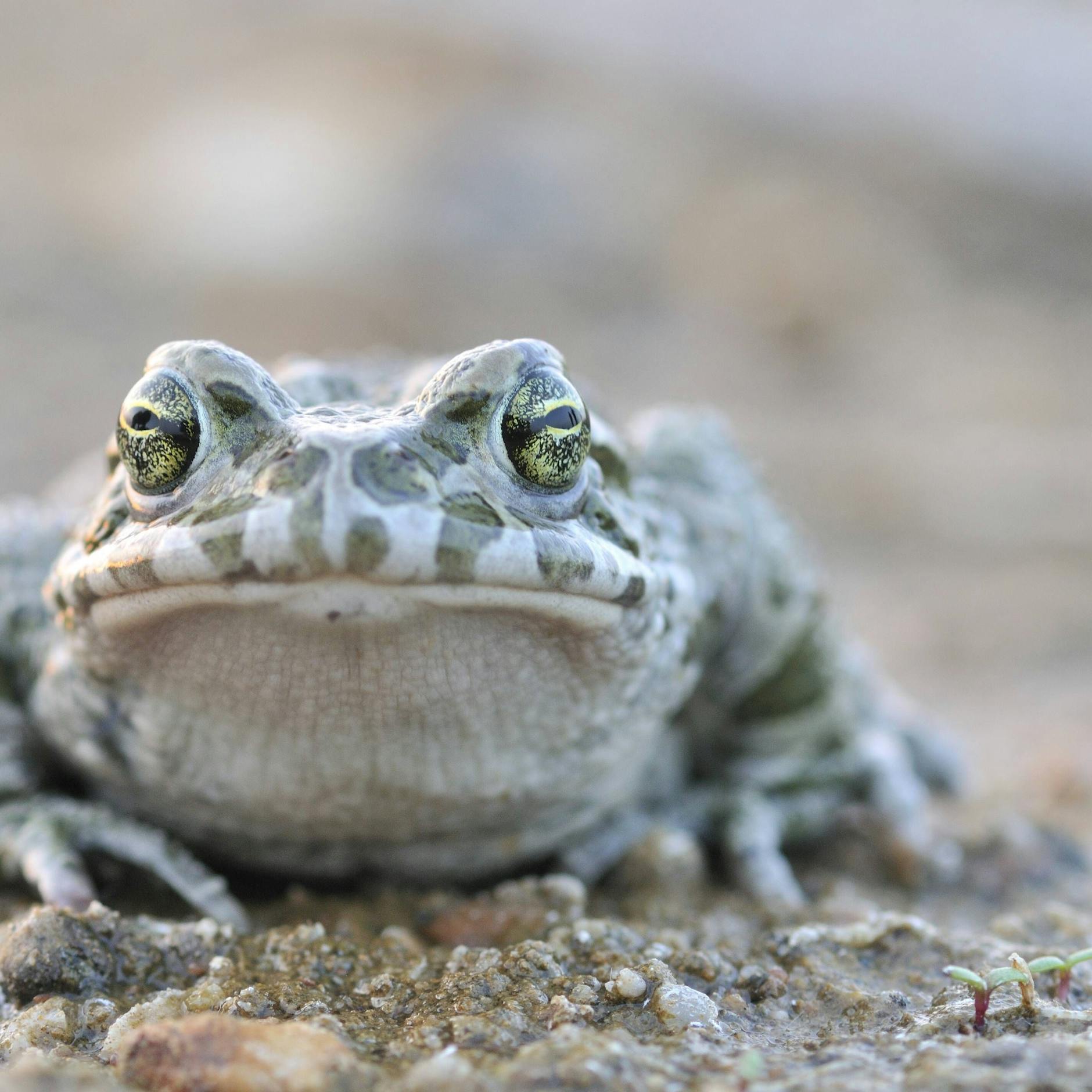 Image - Kröten und Fledermäuse: Hier bremst der Artenschutz Berlins Entwicklung
