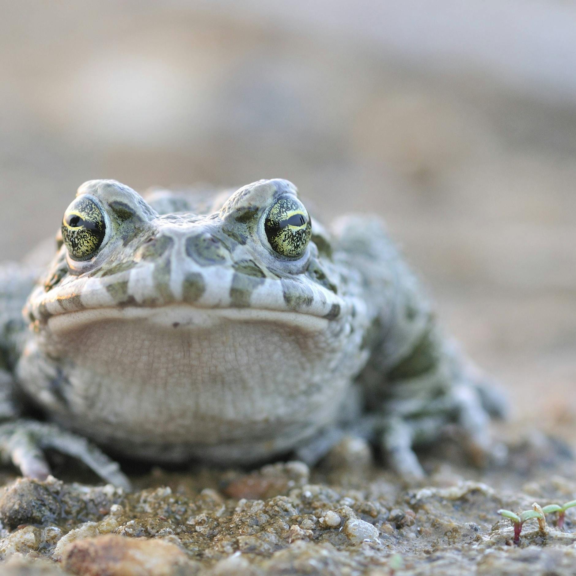 Kröten und Fledermäuse: Hier bremst der Artenschutz Berlins Entwicklung
