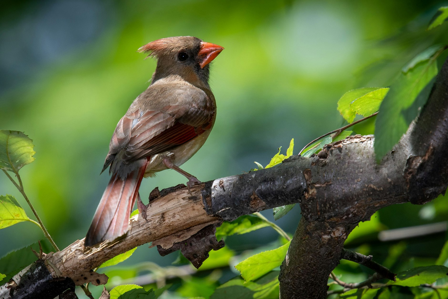 Wenn der Wald im Frühling wieder aufblüht, fühlen sich auch die Vögel wieder wohler.