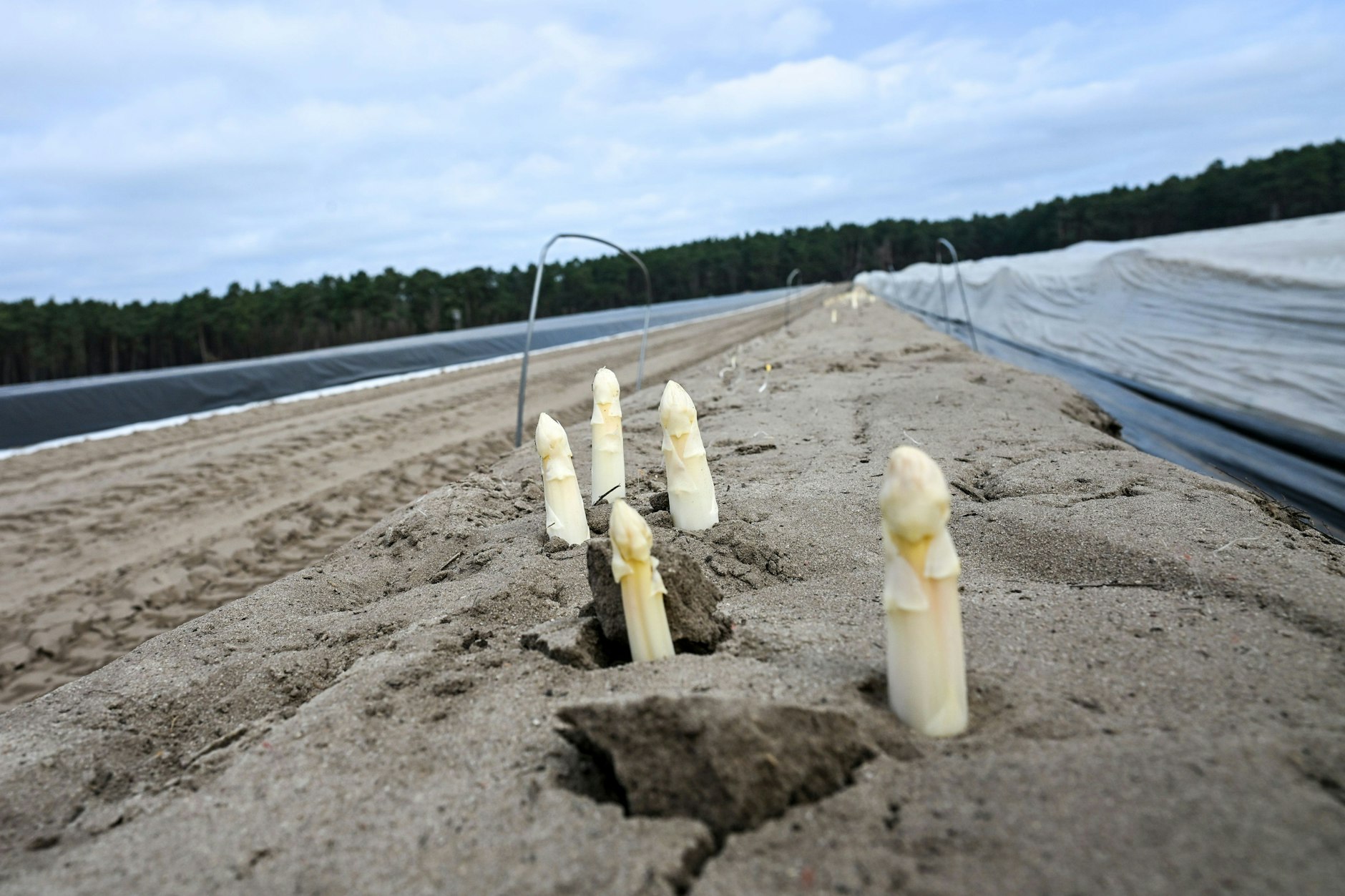 Erste Spargelstangen sollen schon Ende März aus der Erde wachsen (Archivfoto).