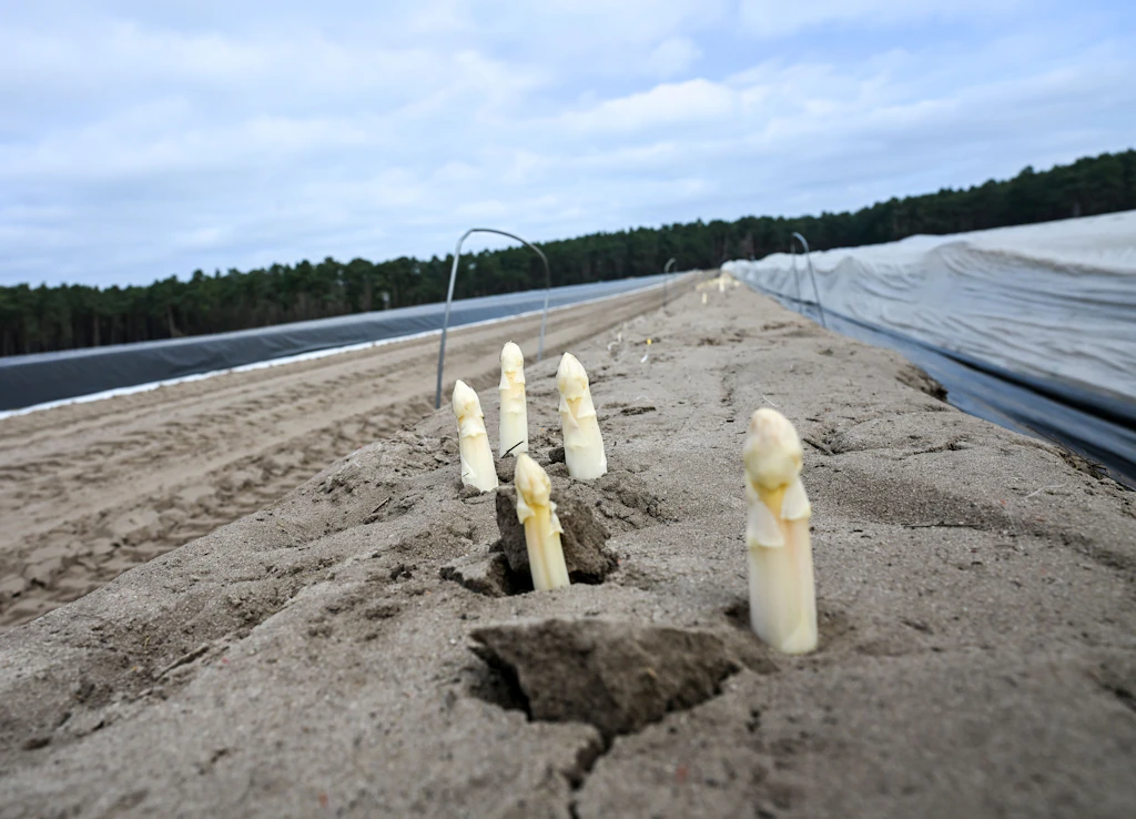 Schon ab Ende März: So teuer wird der erste Spargel aus Beelitz