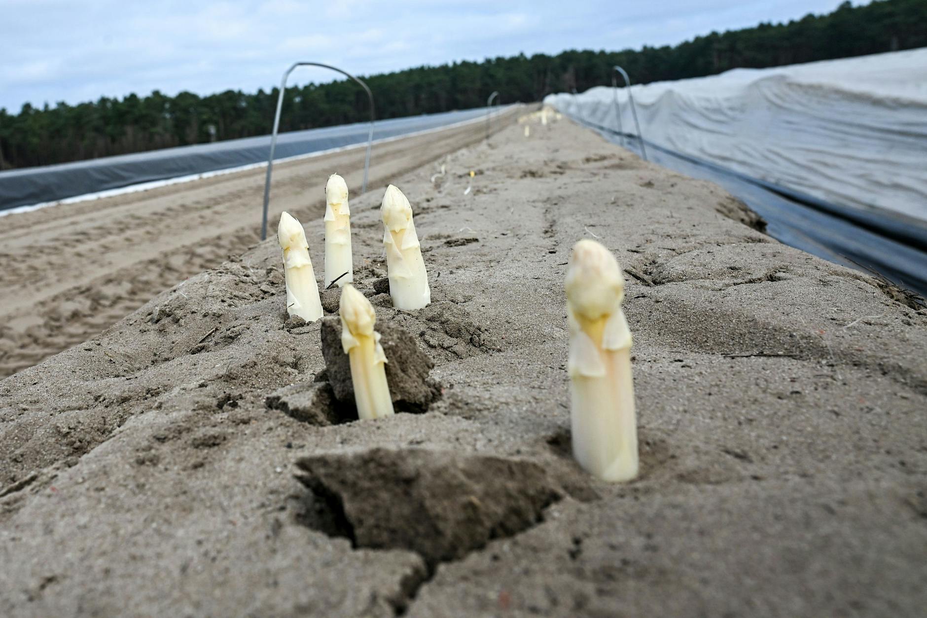 So teuer wird der erste Spargel aus Beelitz