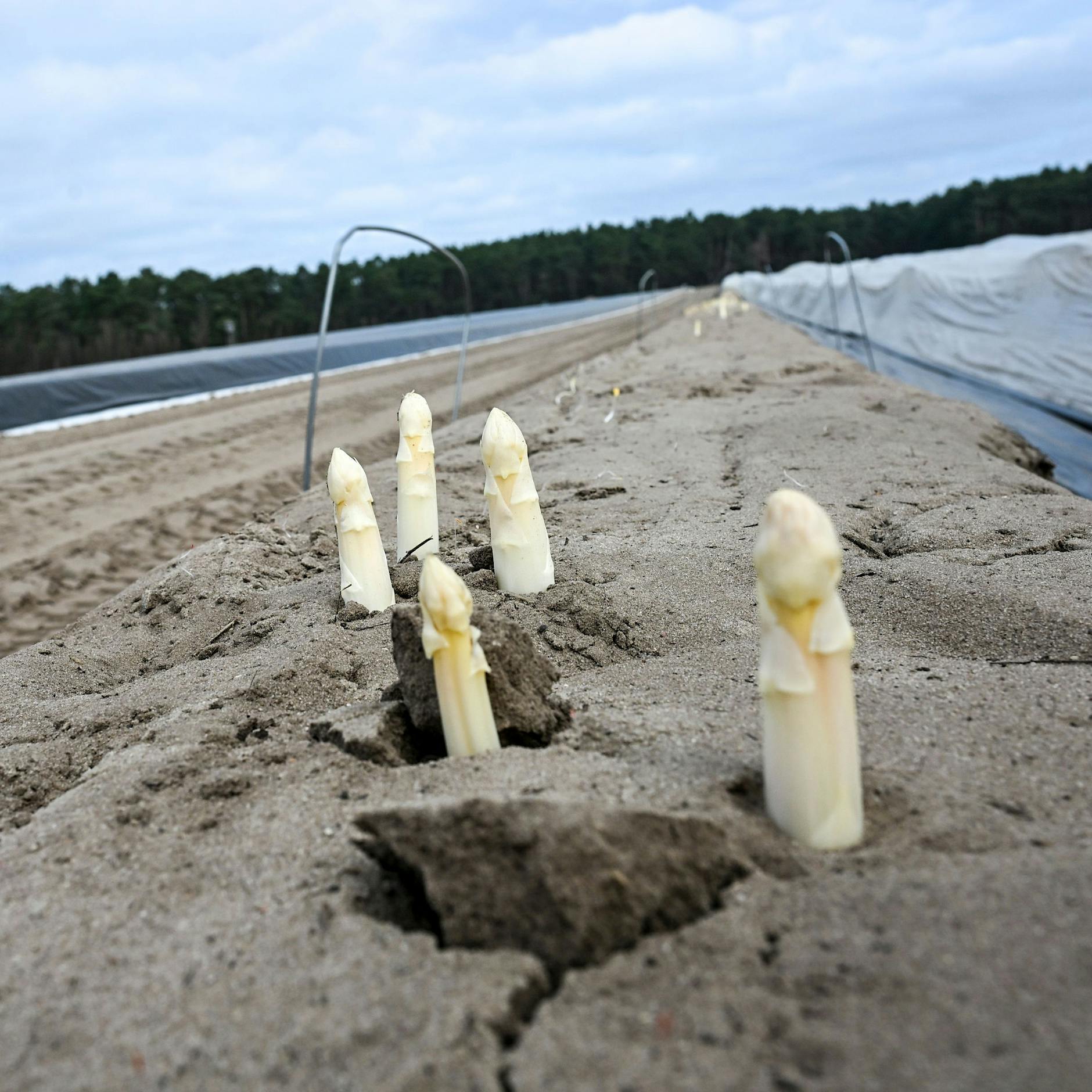 So teuer wird der erste Spargel aus Beelitz