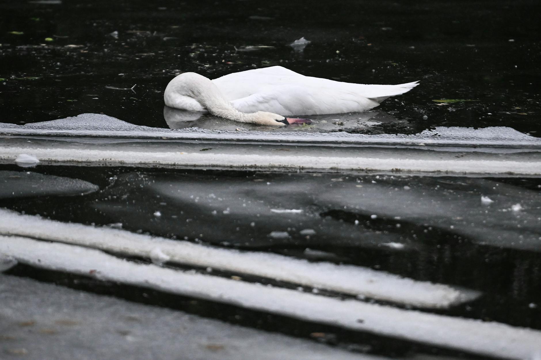 Ein toter Schwan liegt zwischen Eisschollen im Landwehrkanal.