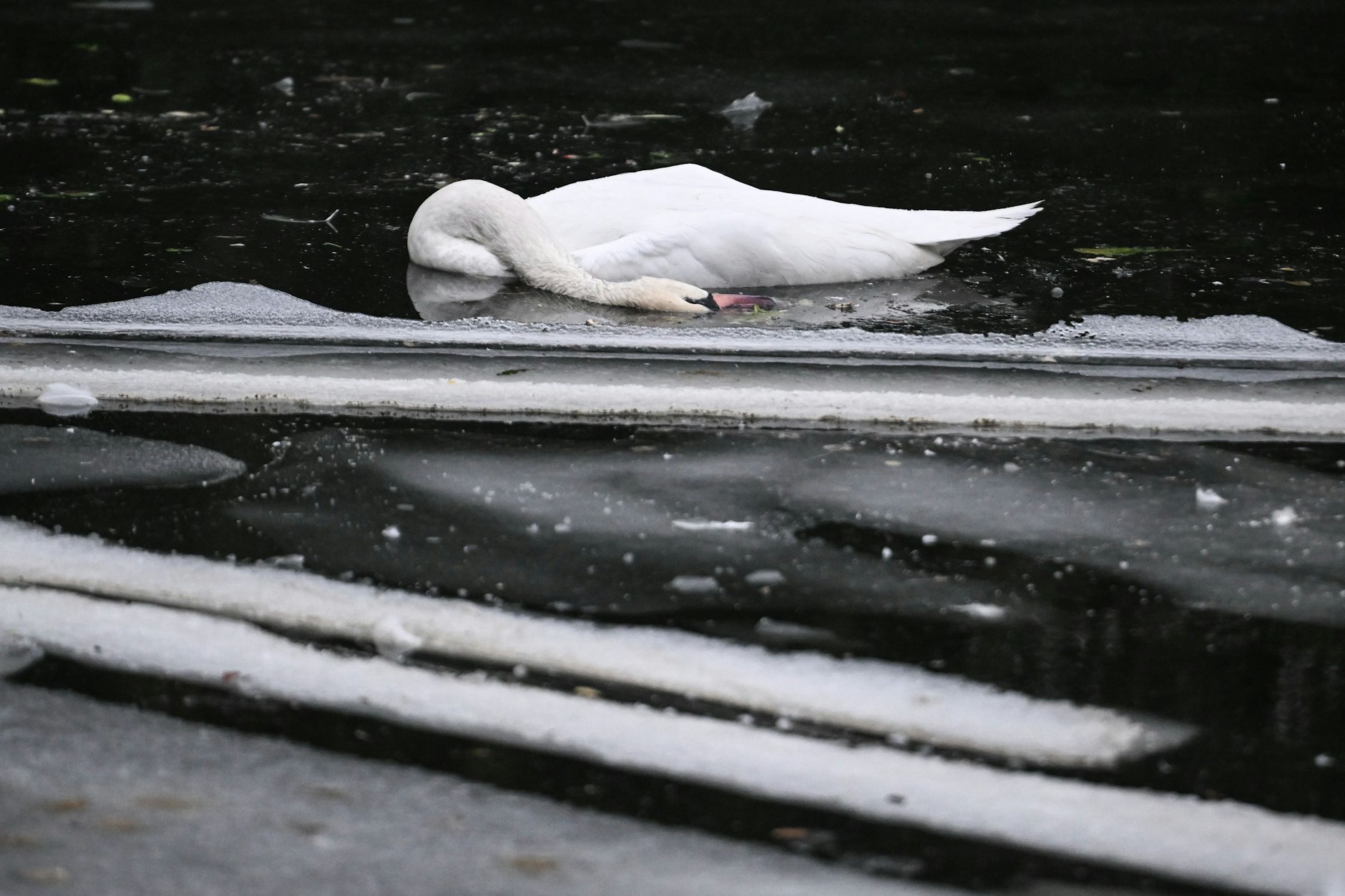 Ein toter Schwan liegt zwischen Eisschollen im Landwehrkanal. 