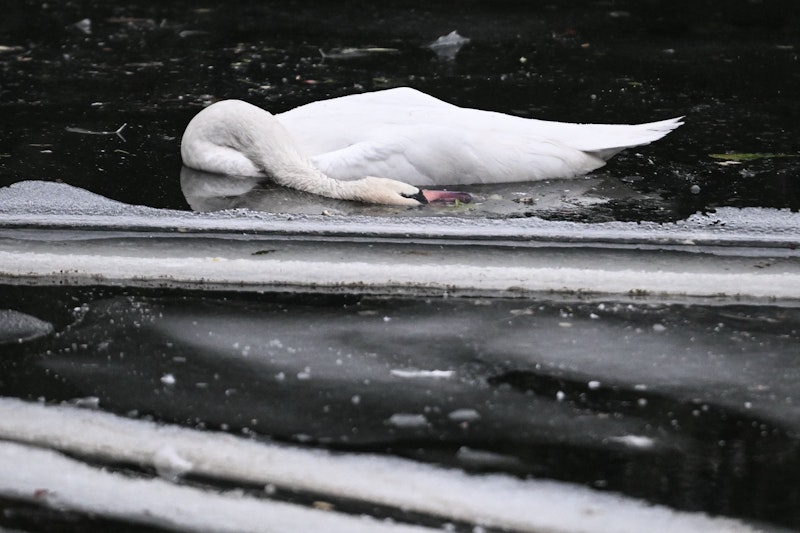 Daran starben die Schwäne im Berliner Landwehrkanal