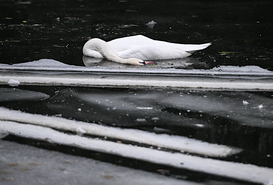 Ein toter Schwan liegt zwischen Eisschollen im Landwehrkanal. 