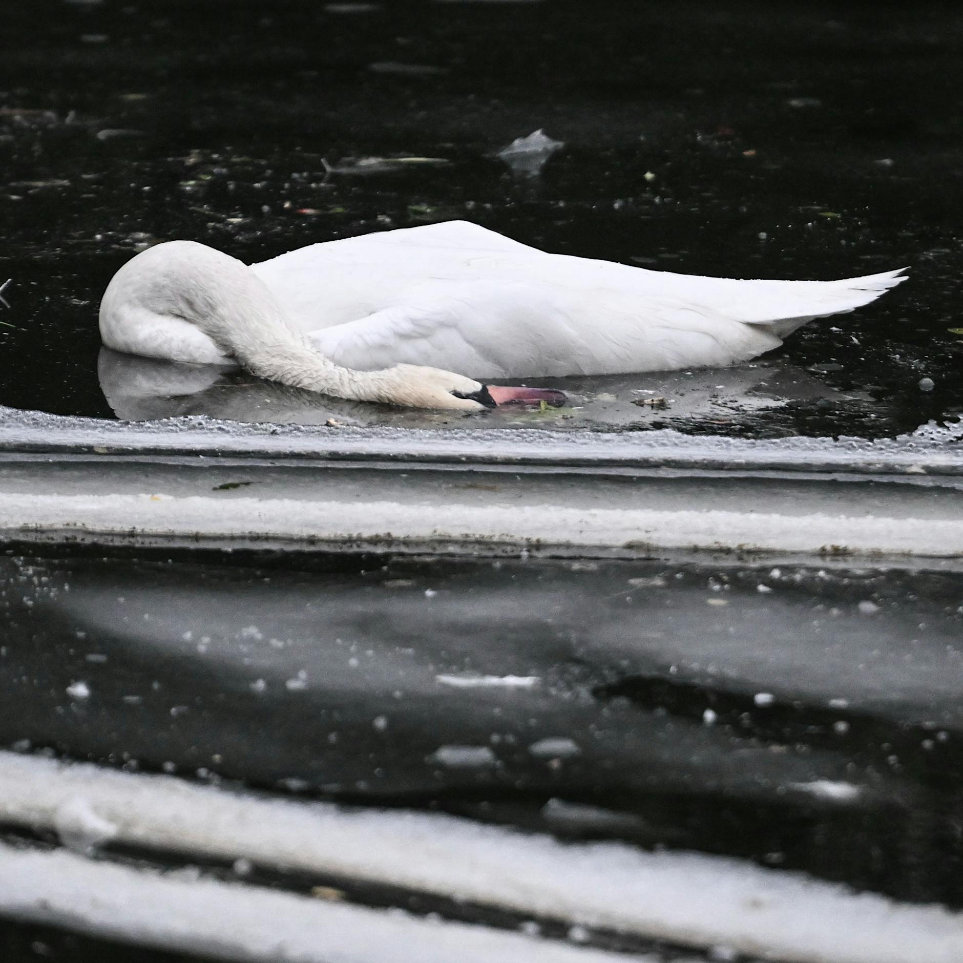 Daran starben die Schwäne im Berliner Landwehrkanal