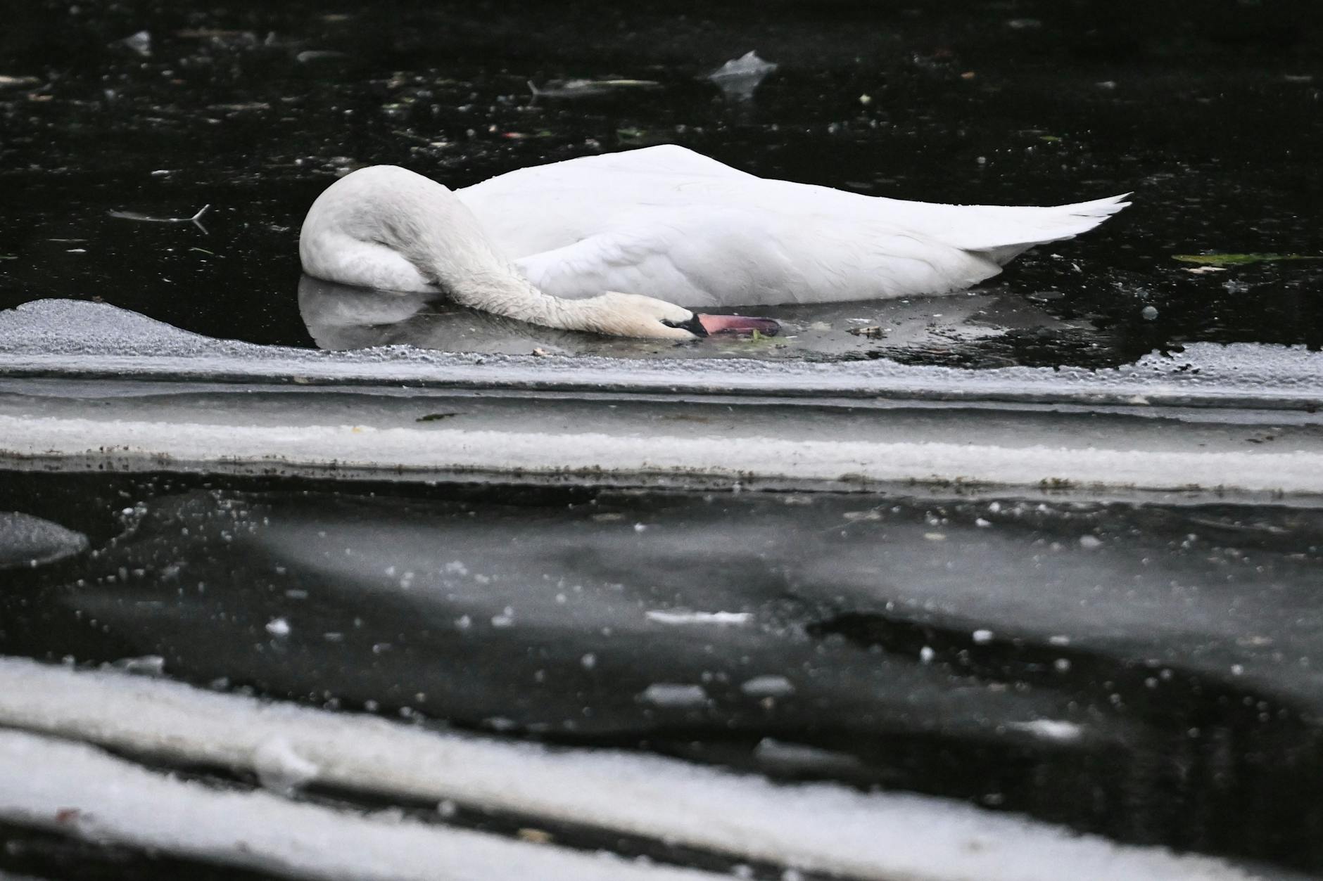 Daran starben die Schwäne im Berliner Landwehrkanal