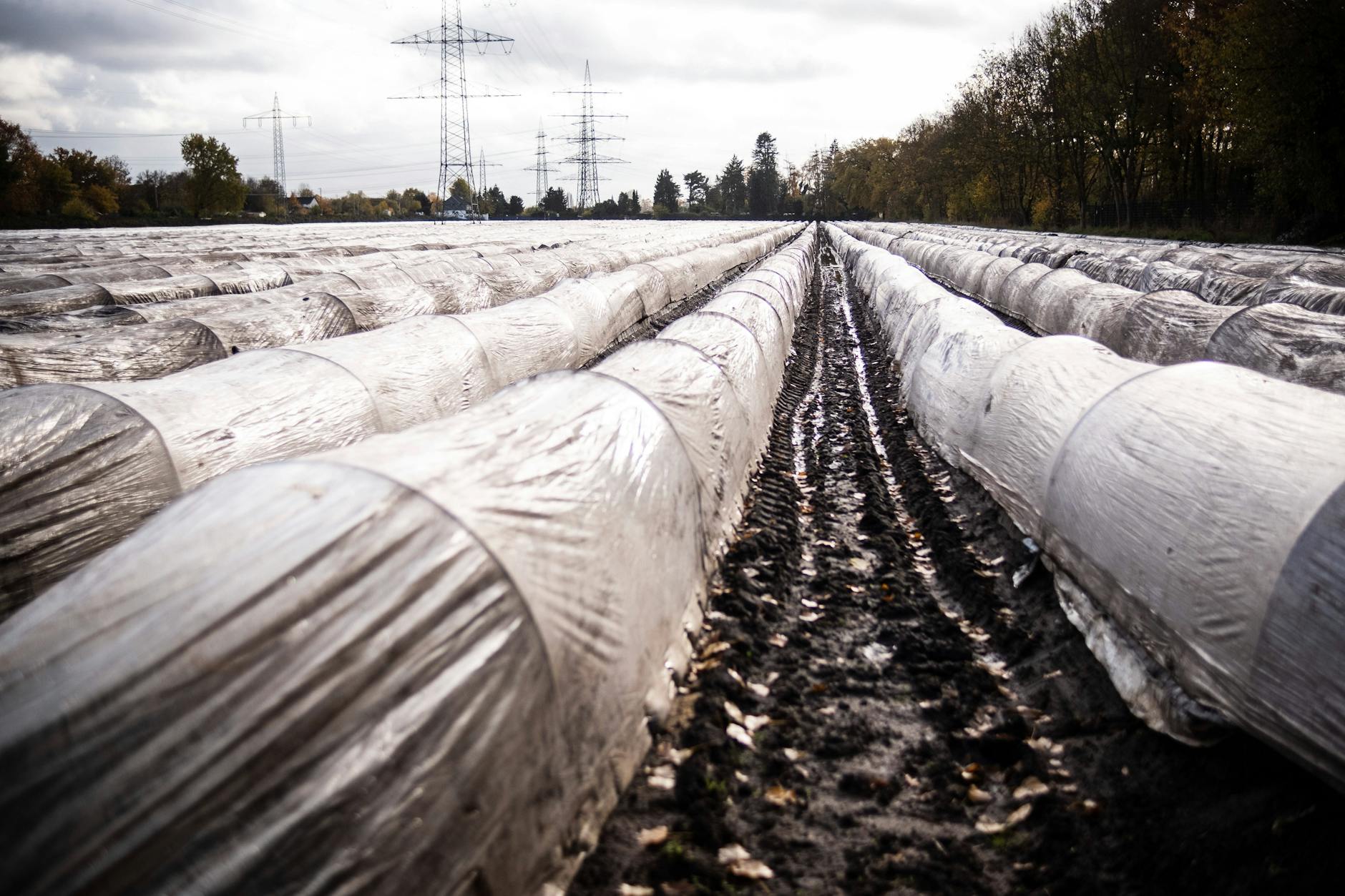 Noch liegen die Spargelreihen unter wärmender Plastikfolie (Archivfoto).