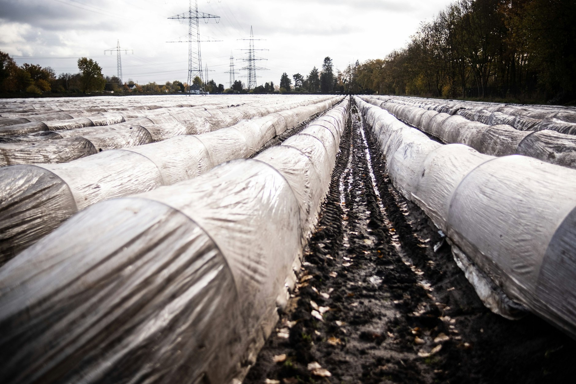 Noch liegen die Spargelreihen unter wärmender Plastikfolie (Archivfoto).