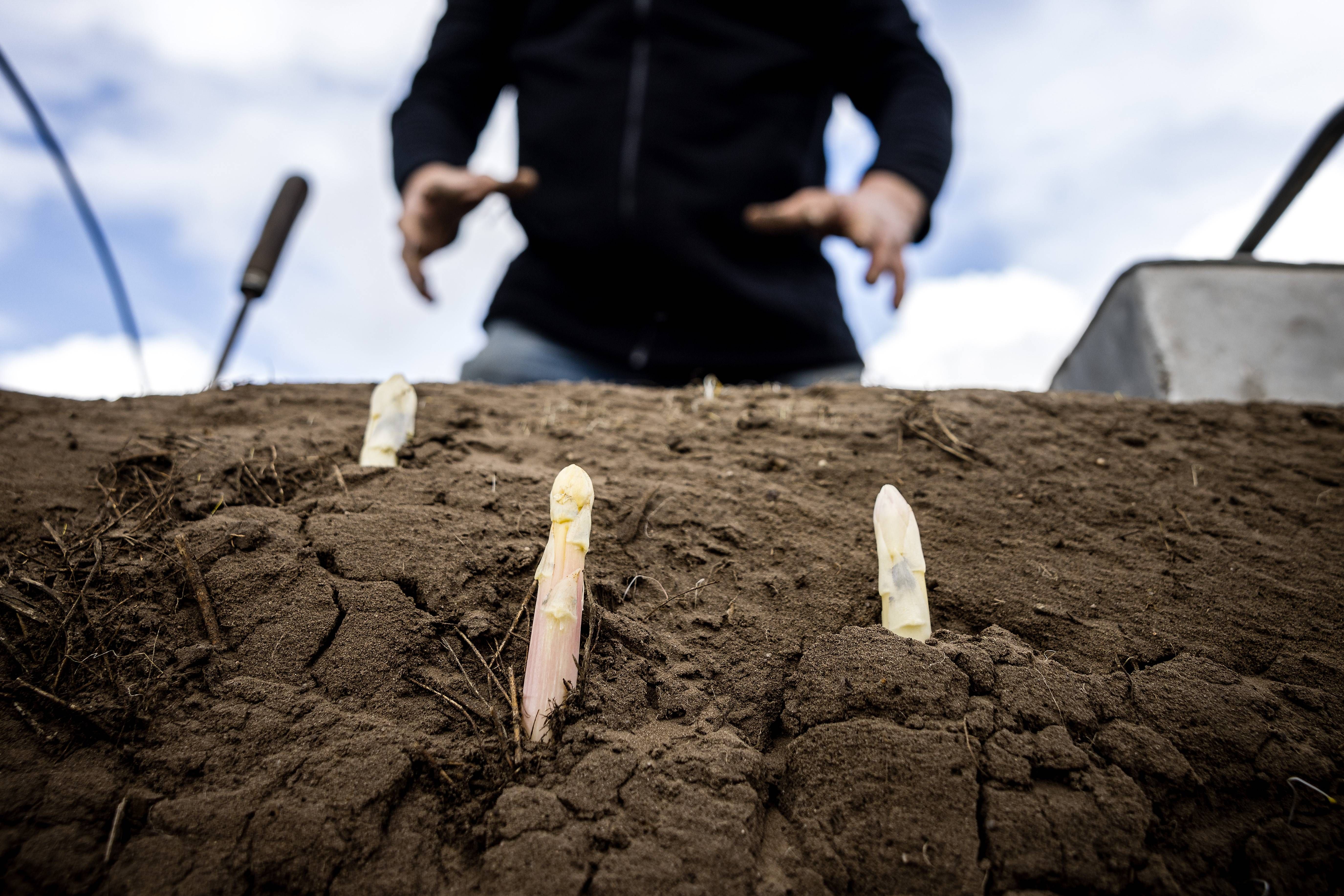 Beelitzer Spargel ab März: Warum der Preis bis zu 18 Euro pro Kilo steigt