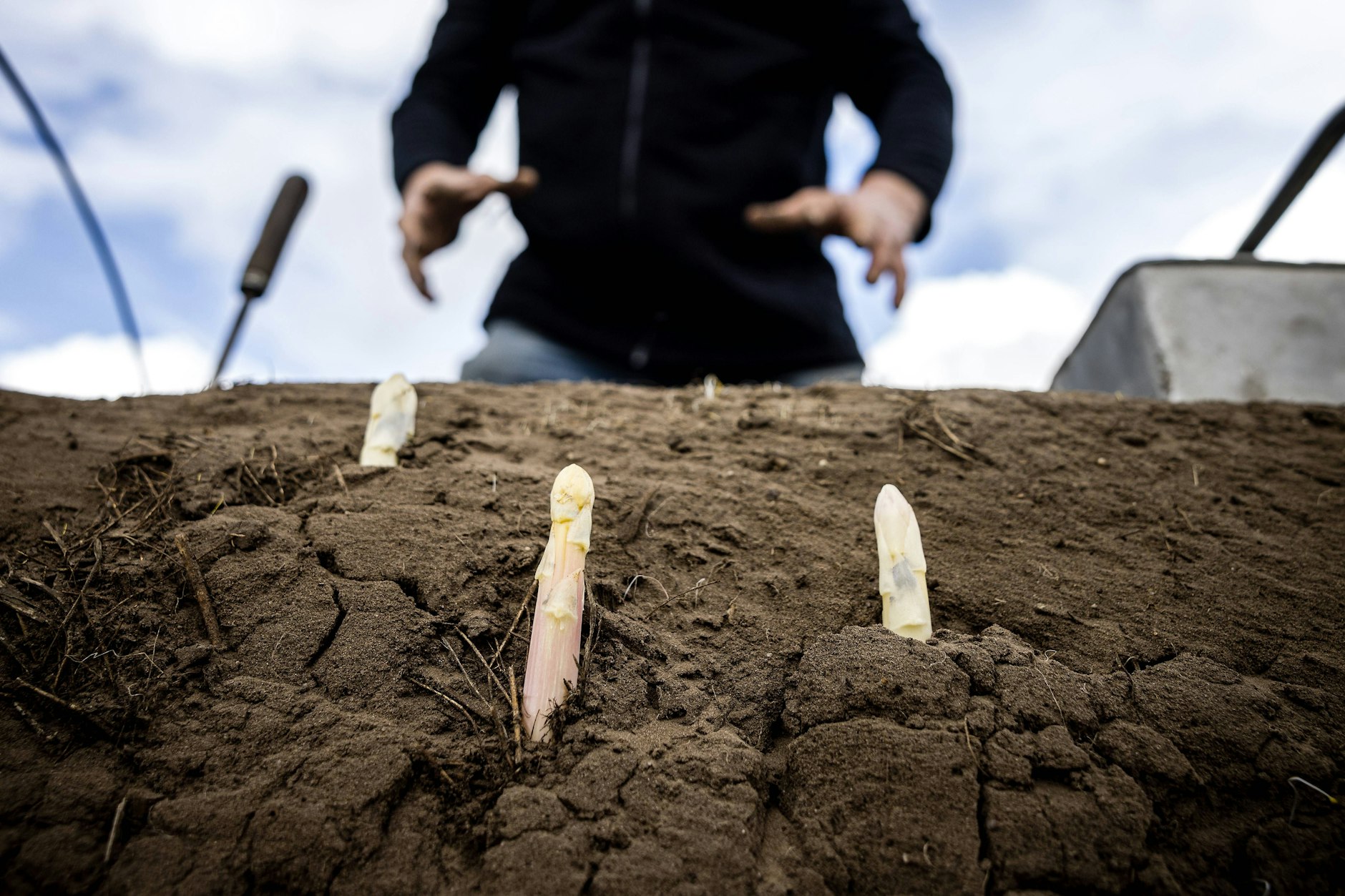 Reine Handarbeit, die ihren Preis hat: Erntehelfer beim Stechen des Spargels.